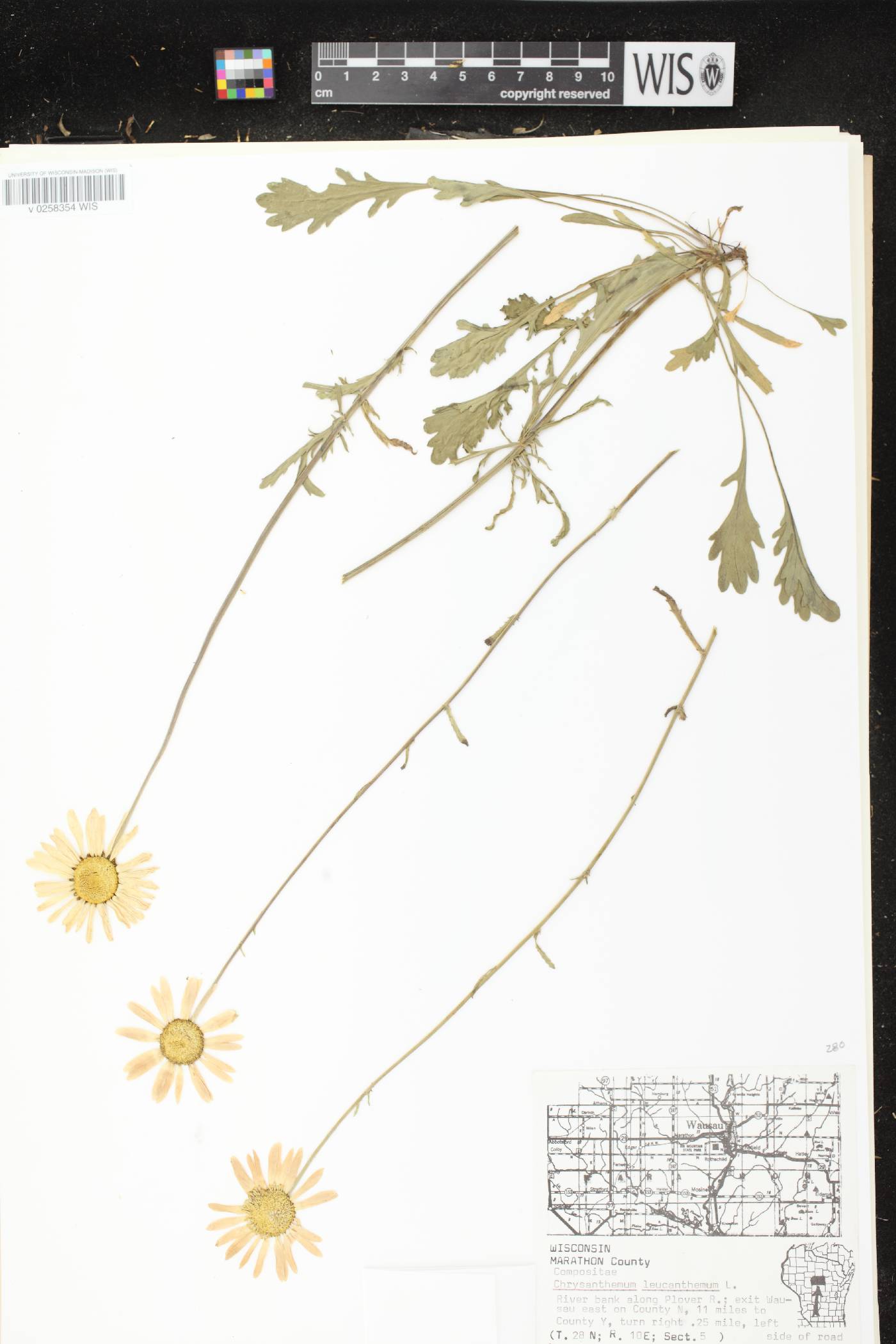 Leucanthemum vulgare image