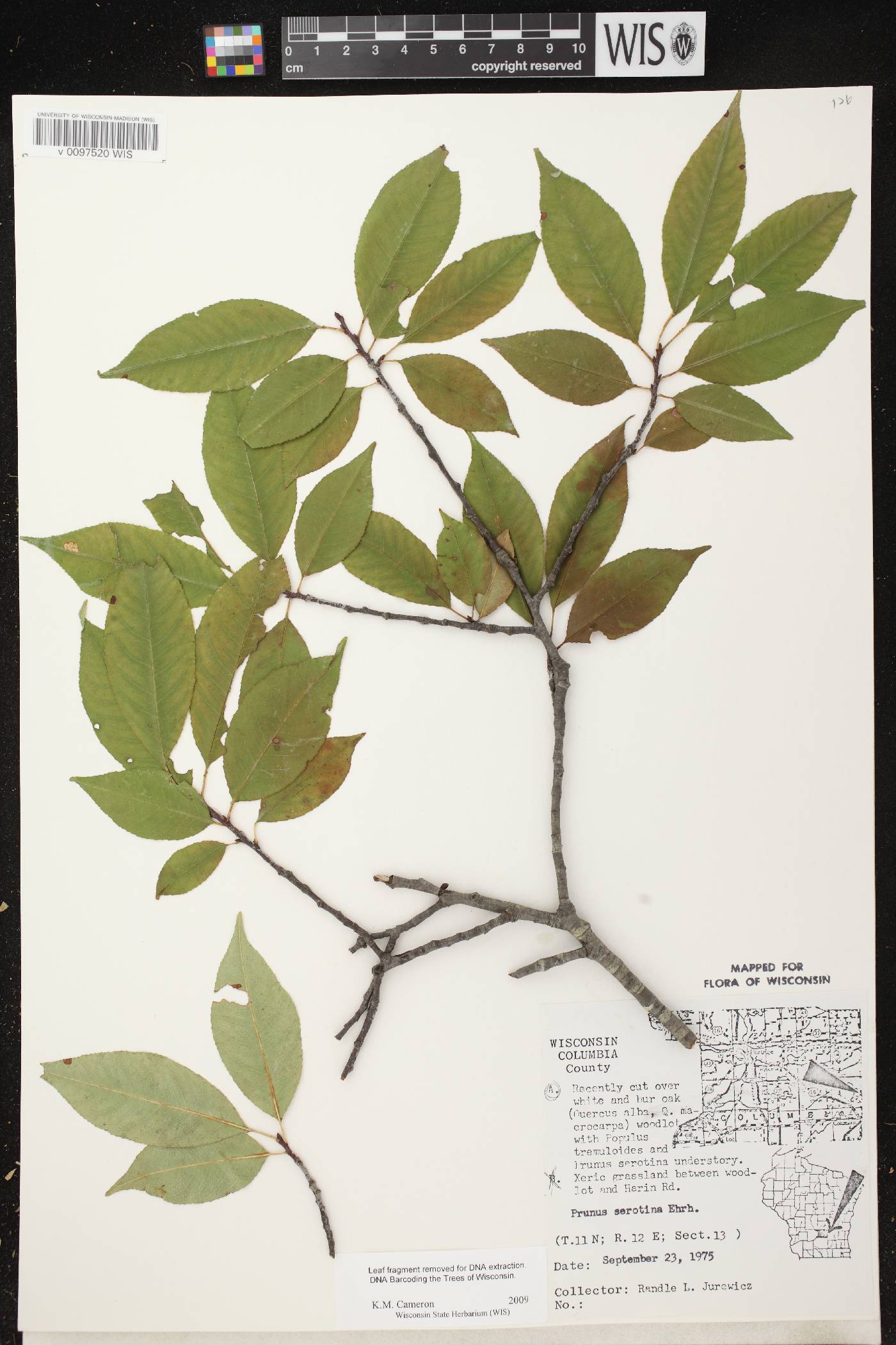 Prunus serotina var. serotina image