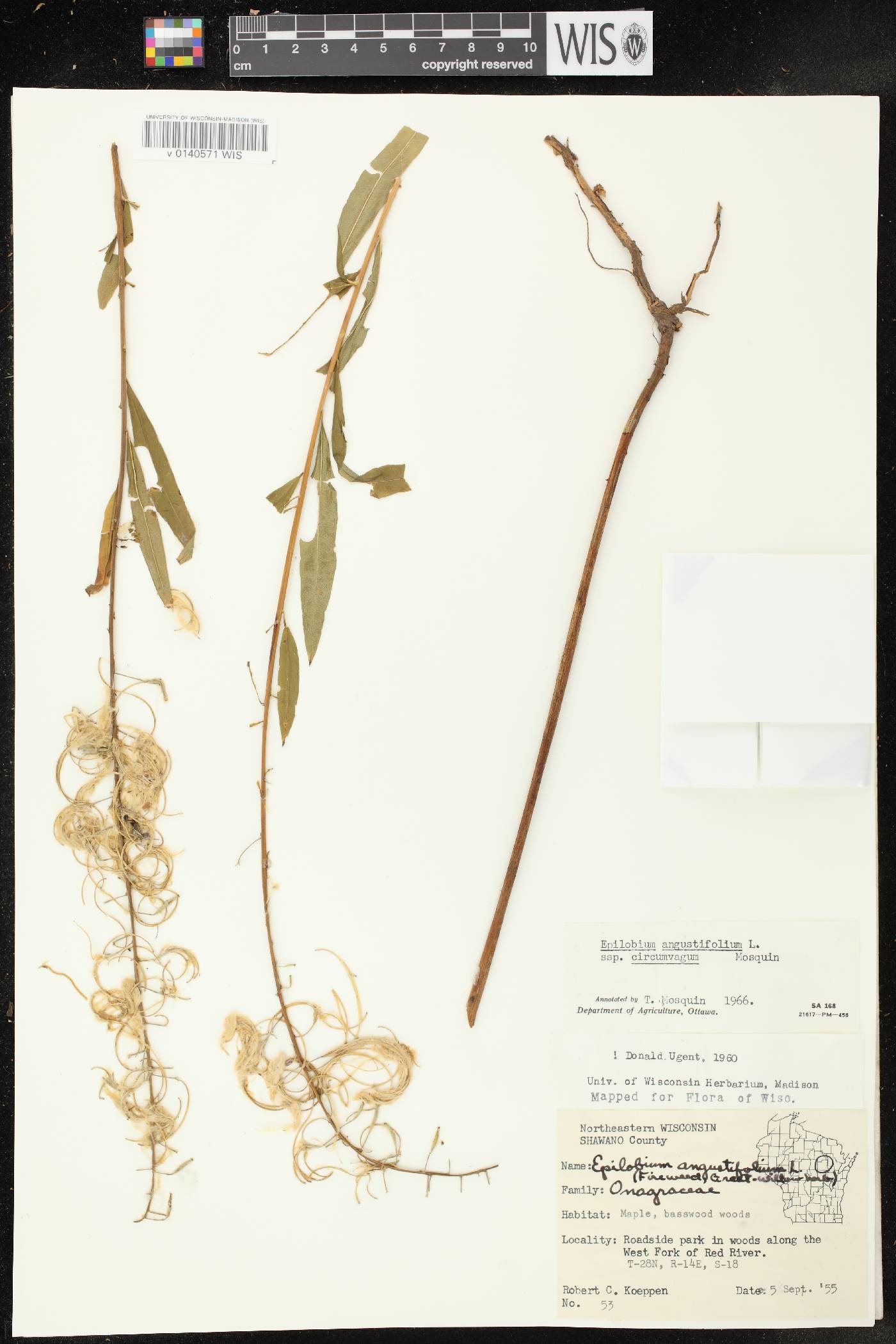 Chamerion angustifolium subsp. circumvagum image