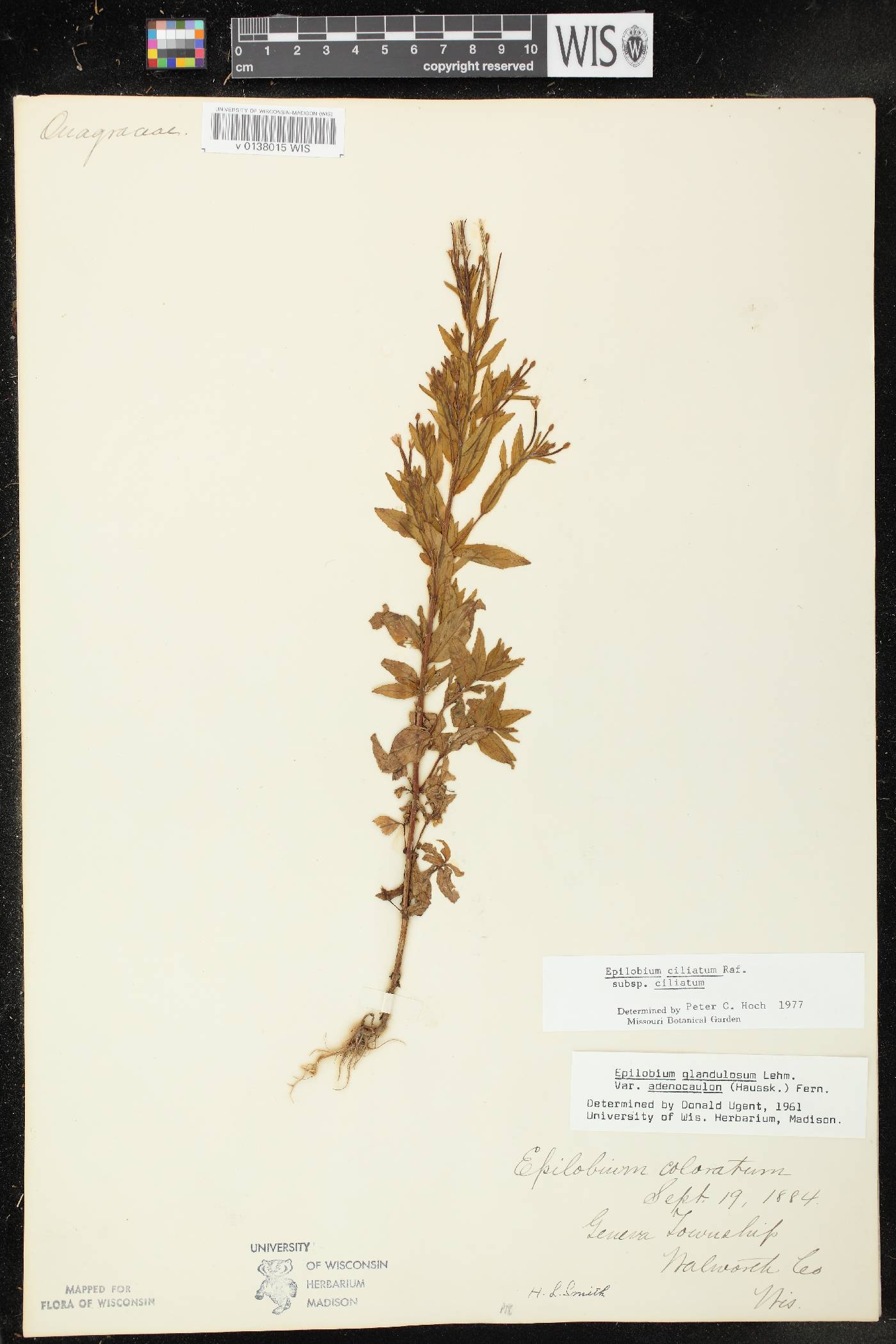 Epilobium ciliatum subsp. ciliatum image