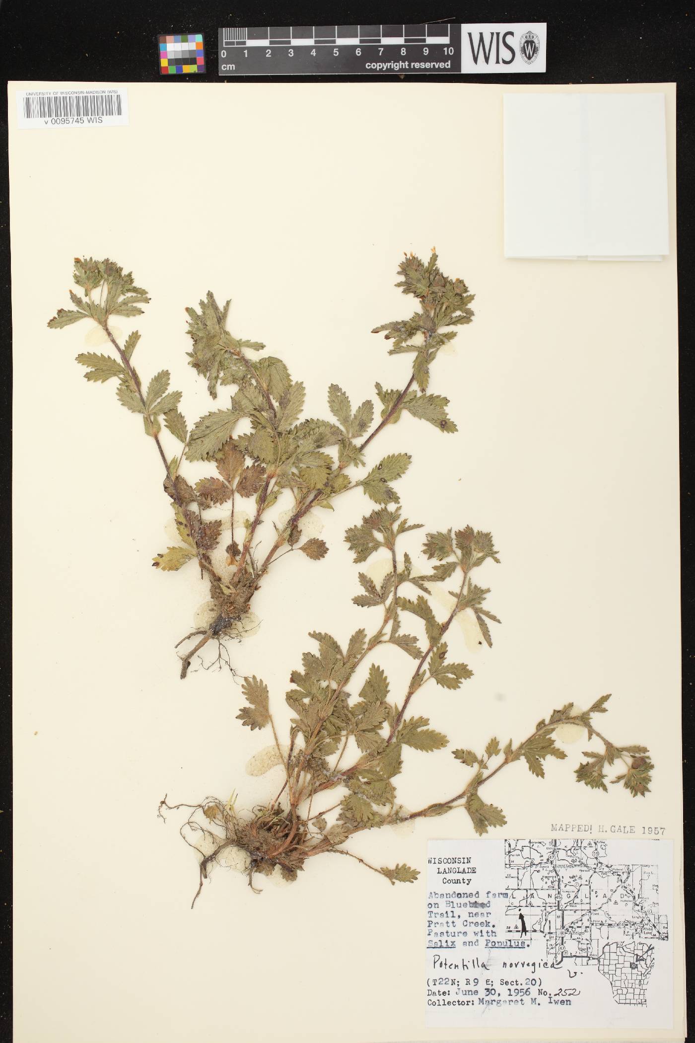 Potentilla norvegica image