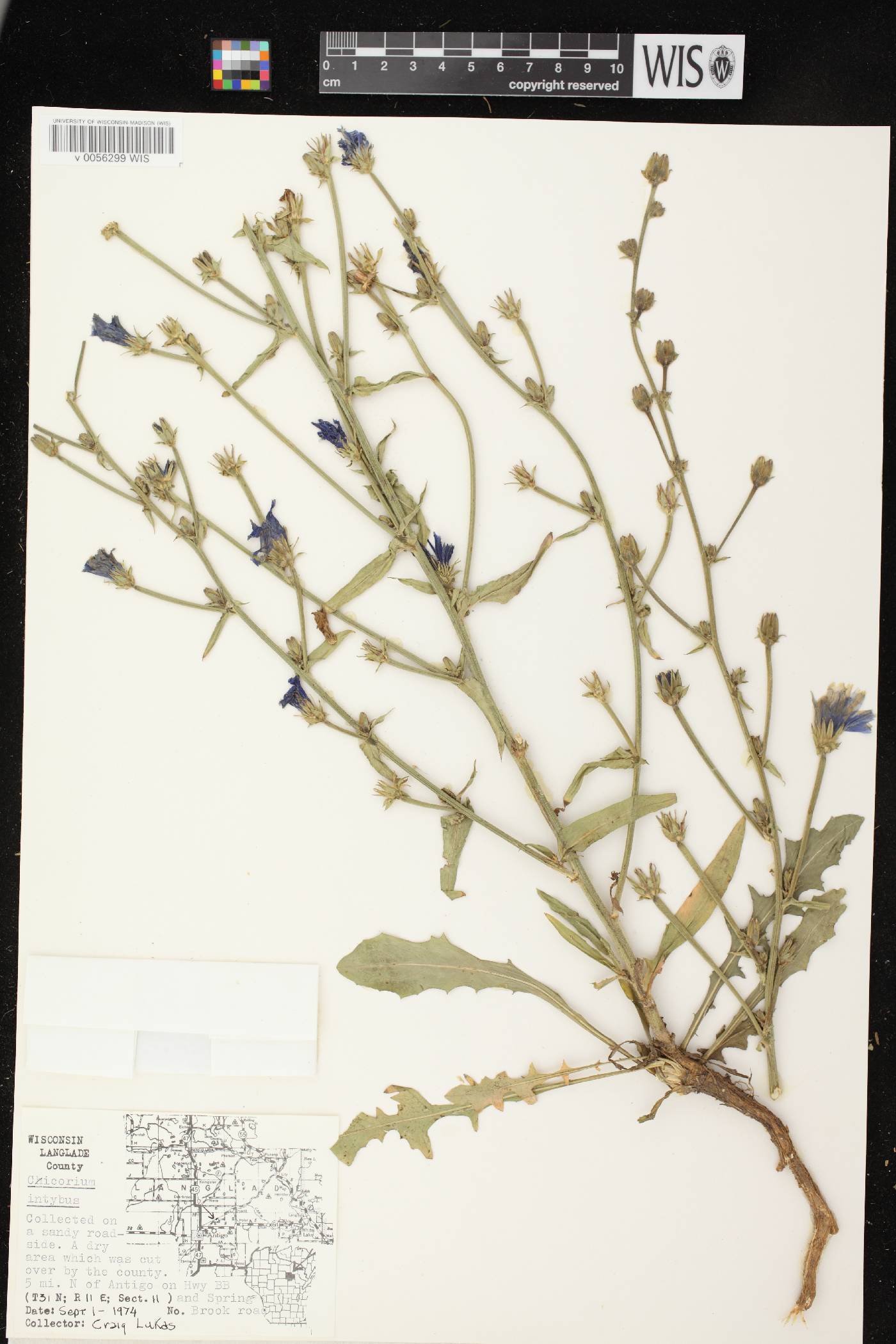 Cichorium intybus image