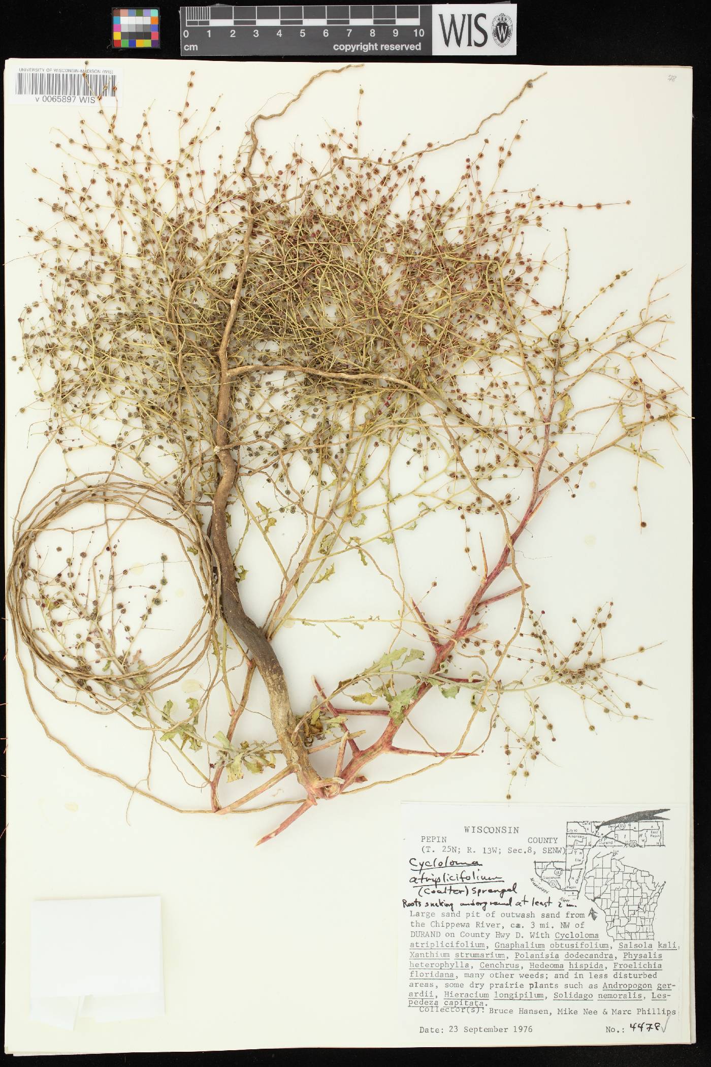 Cycloloma atriplicifolium image