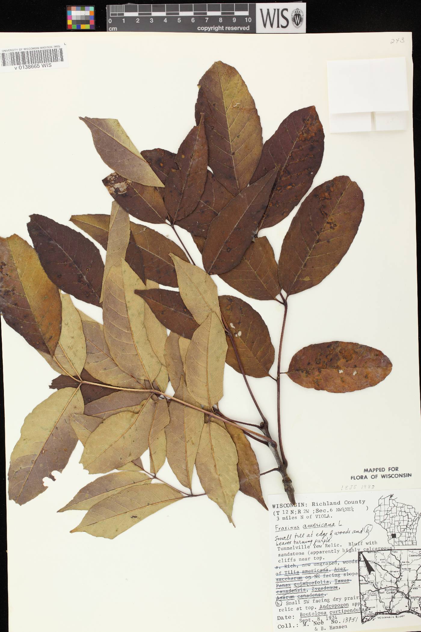 Fraxinus americana image