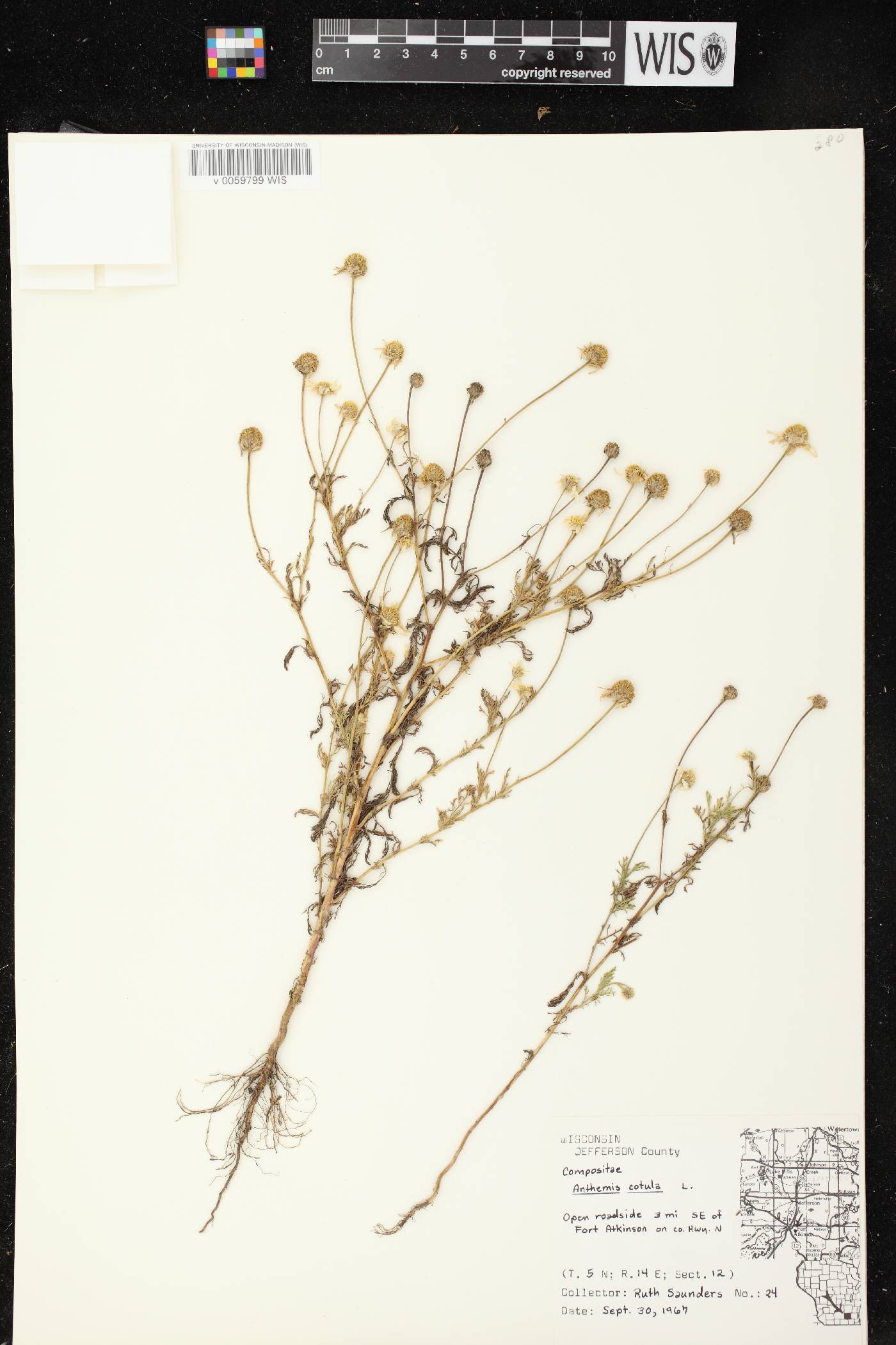Anthemis cotula image