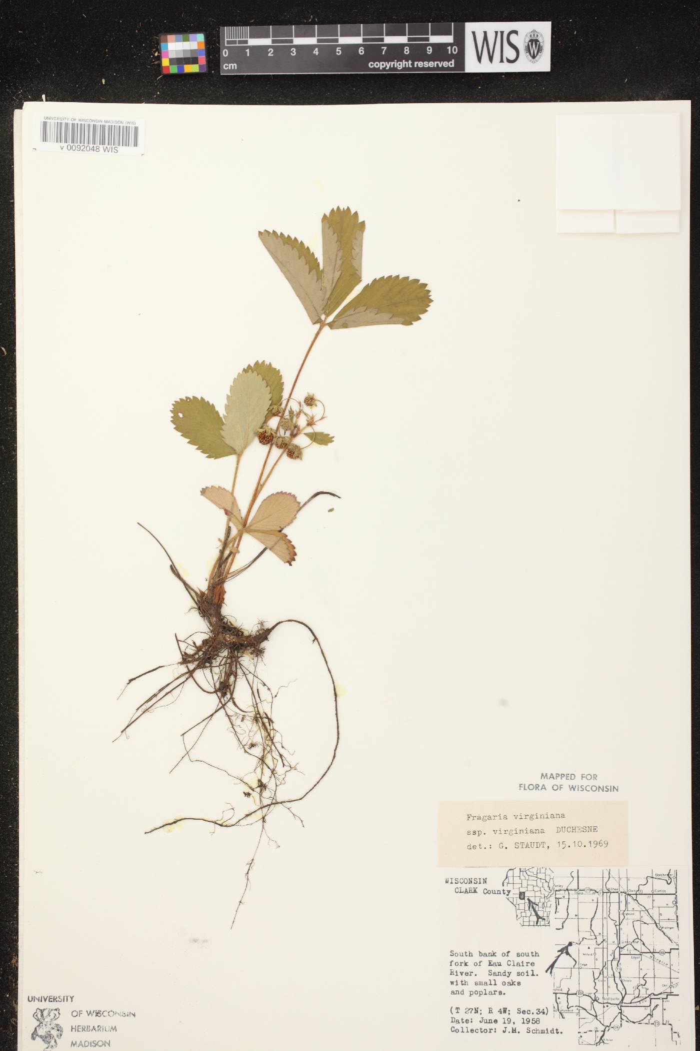 Fragaria virginiana image