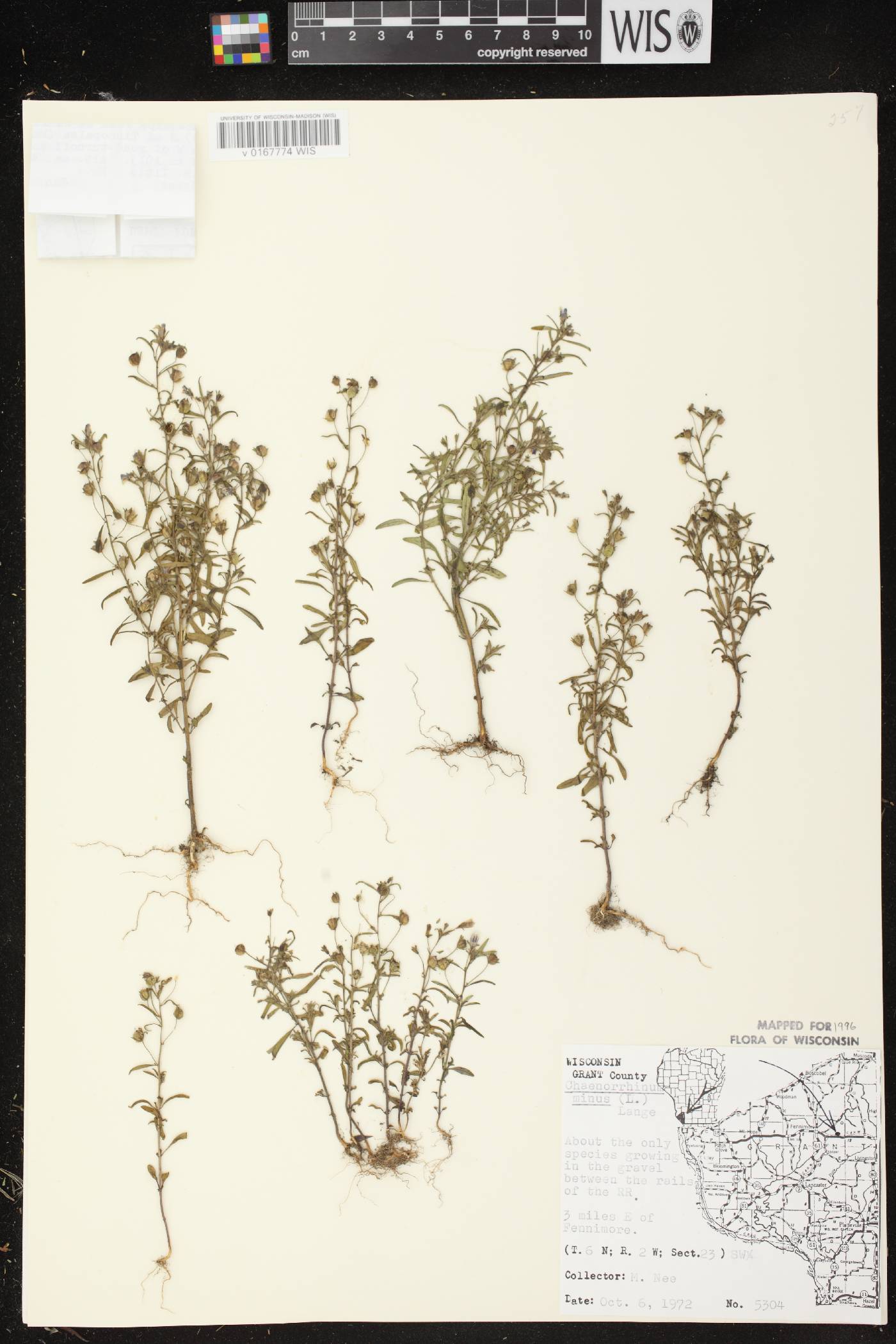 Chaenorhinum minus image