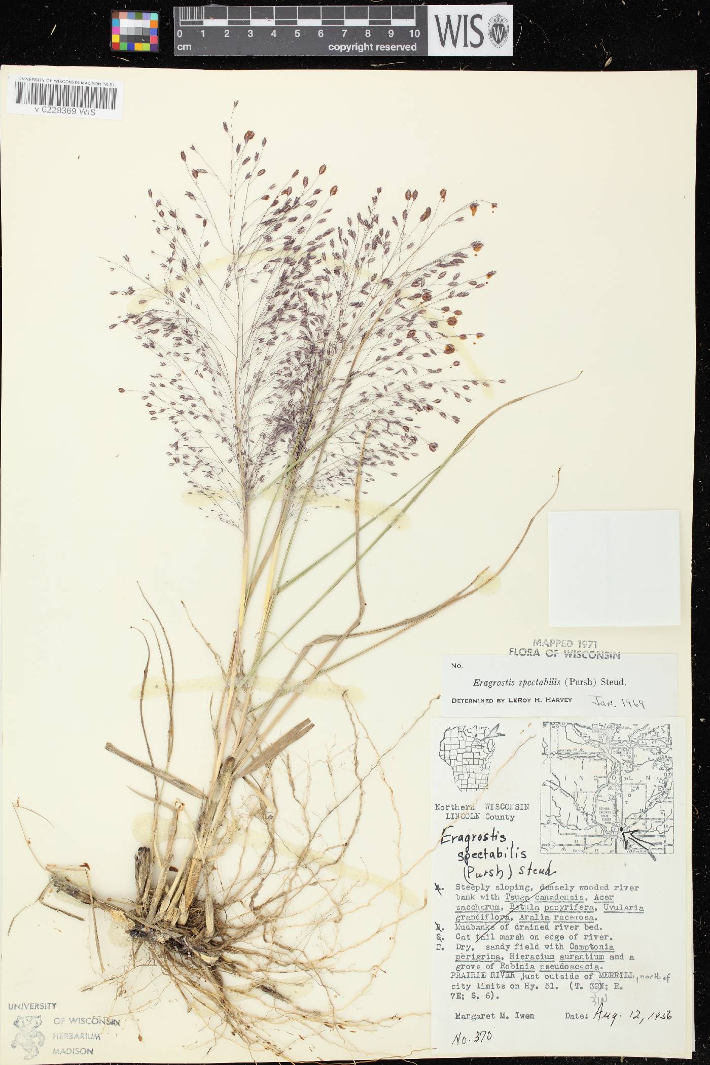 Eragrostis spectabilis image