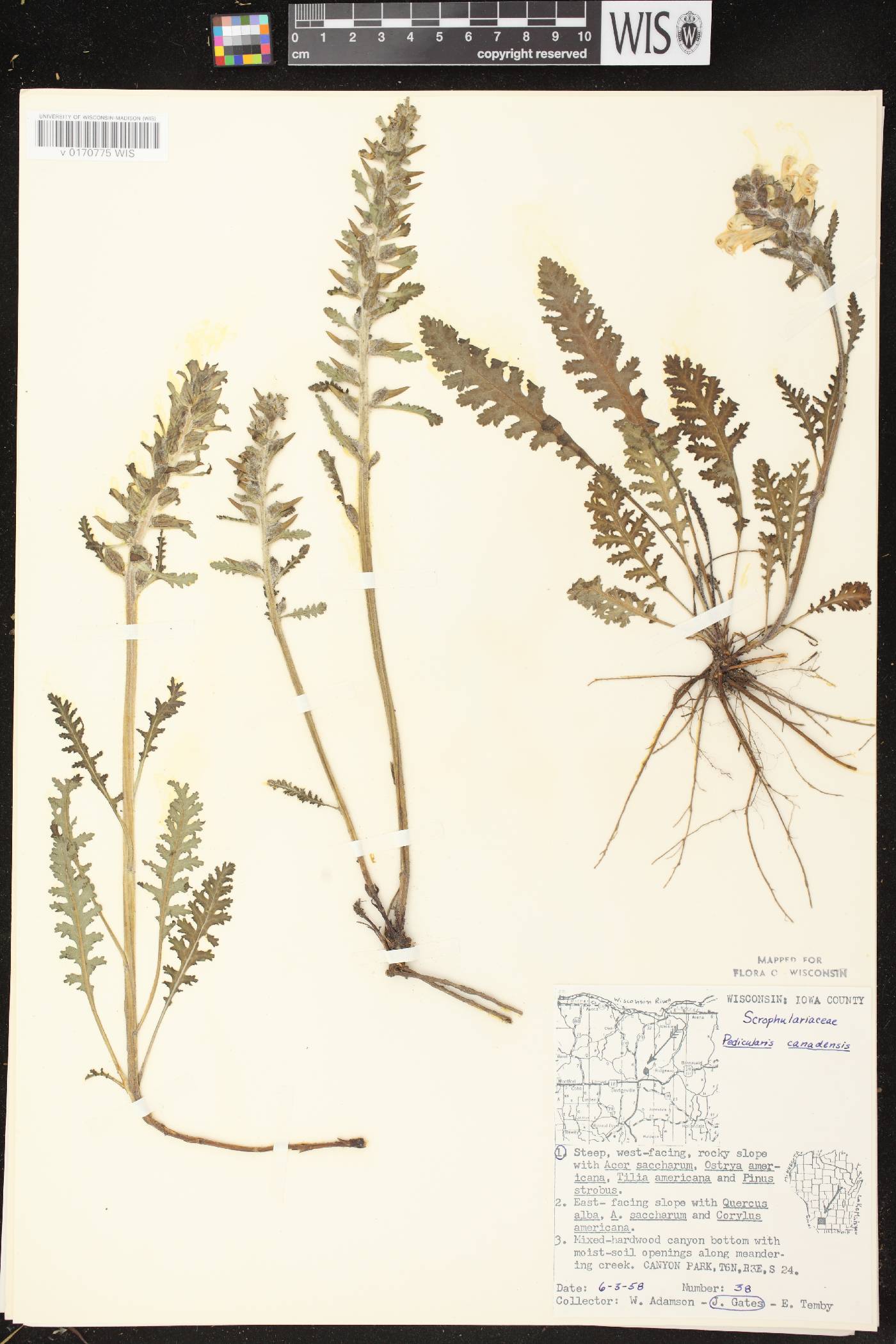 Pedicularis canadensis subsp. canadensis image