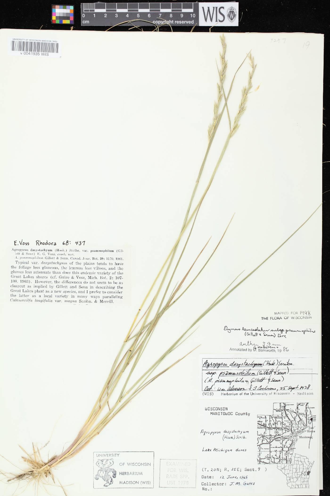 Elymus lanceolatus image