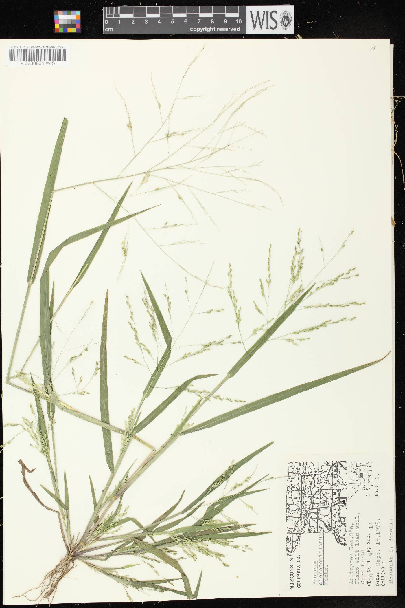Panicum dichotomiflorum subsp. dichotomiflorum image