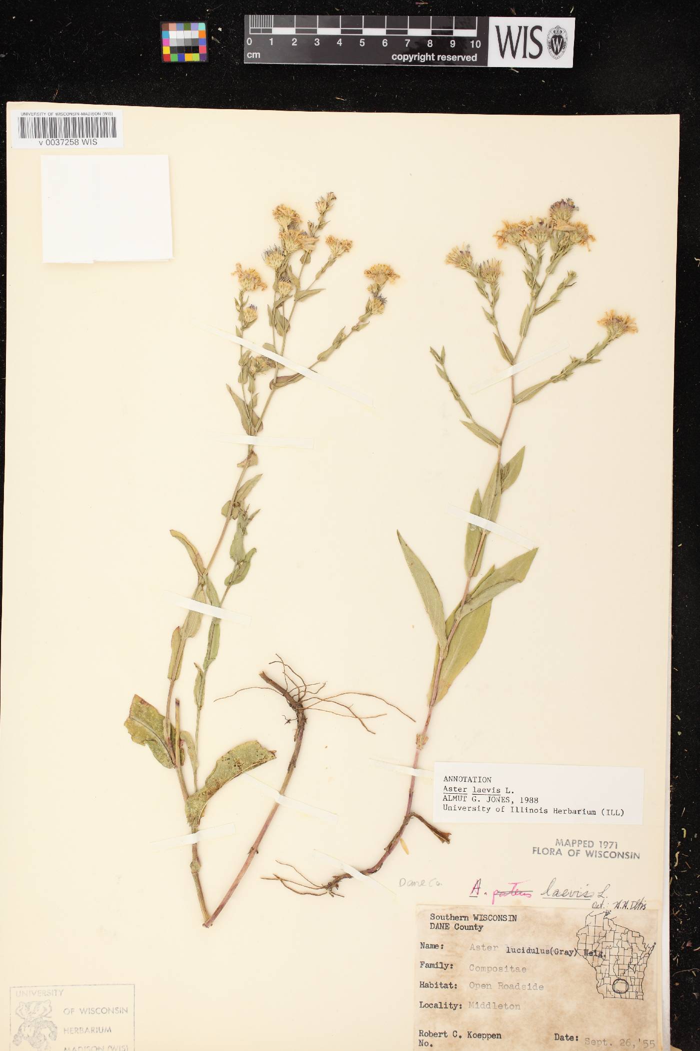 Symphyotrichum laeve image