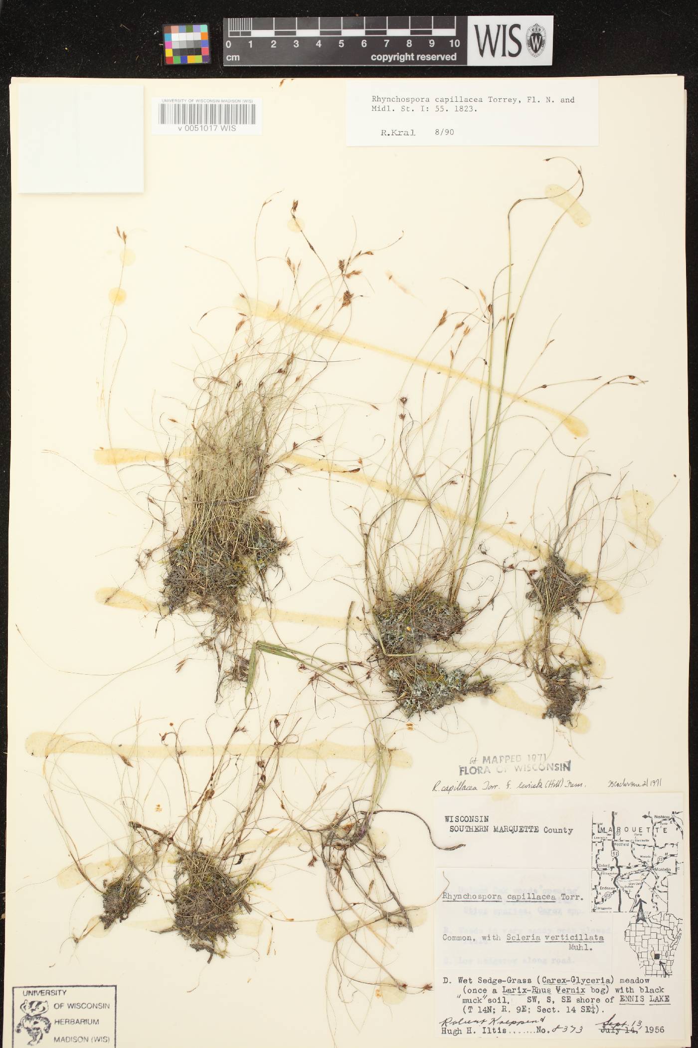 Rhynchospora capillacea image
