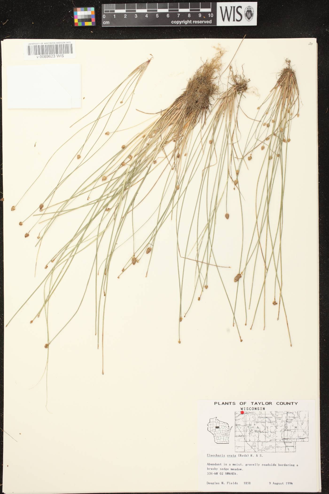 Eleocharis ovata image