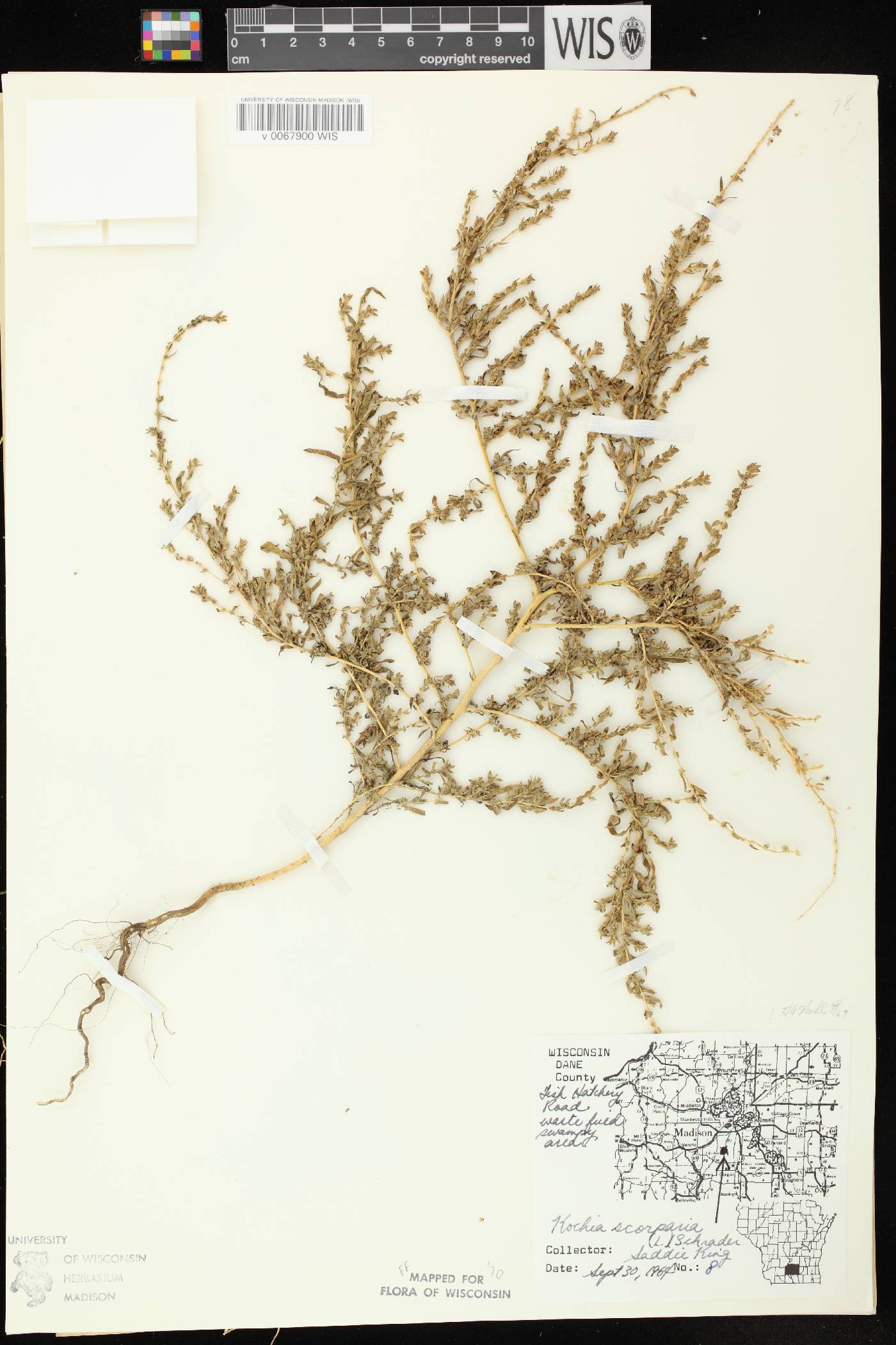 Bassia scoparia image
