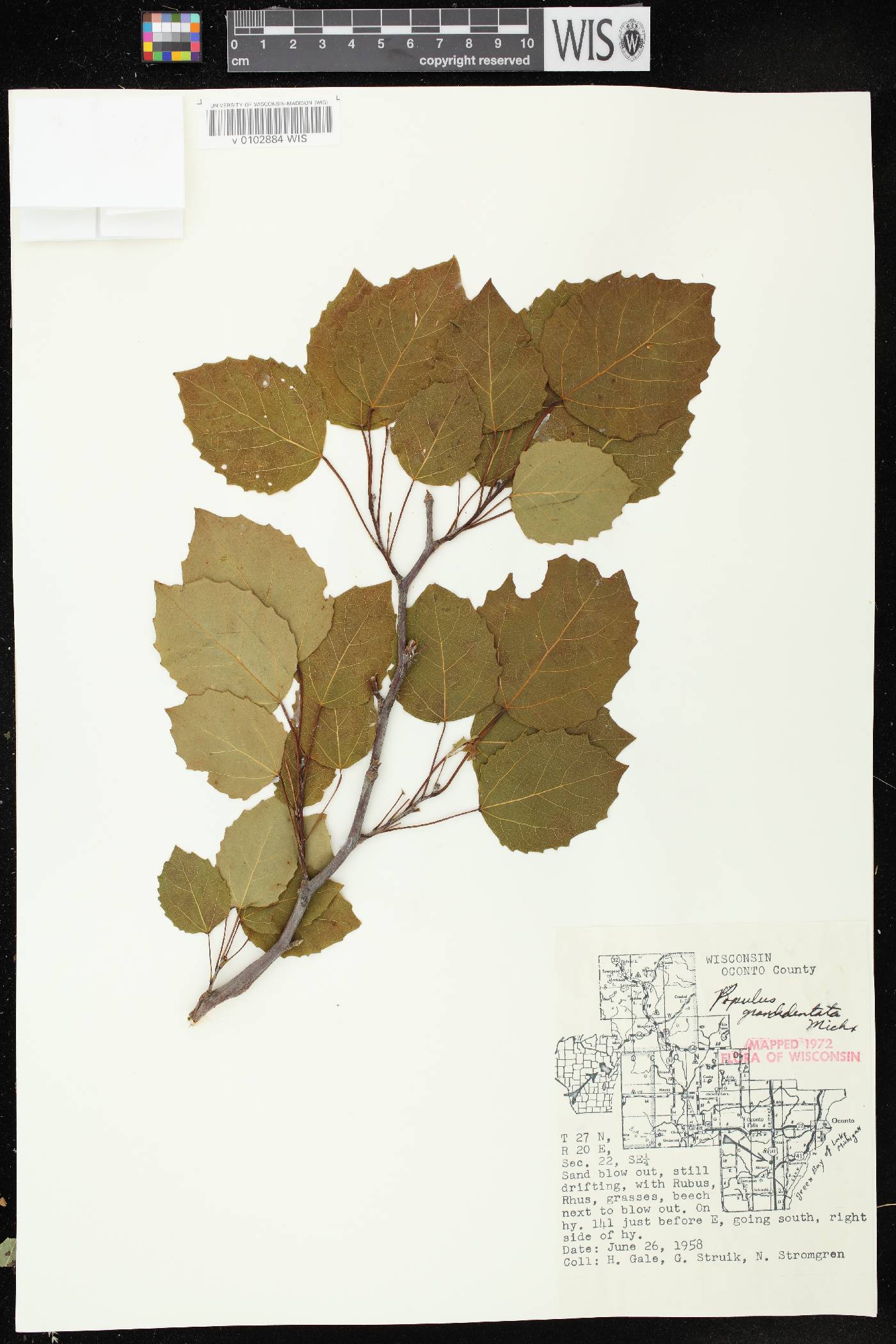 Populus grandidentata image