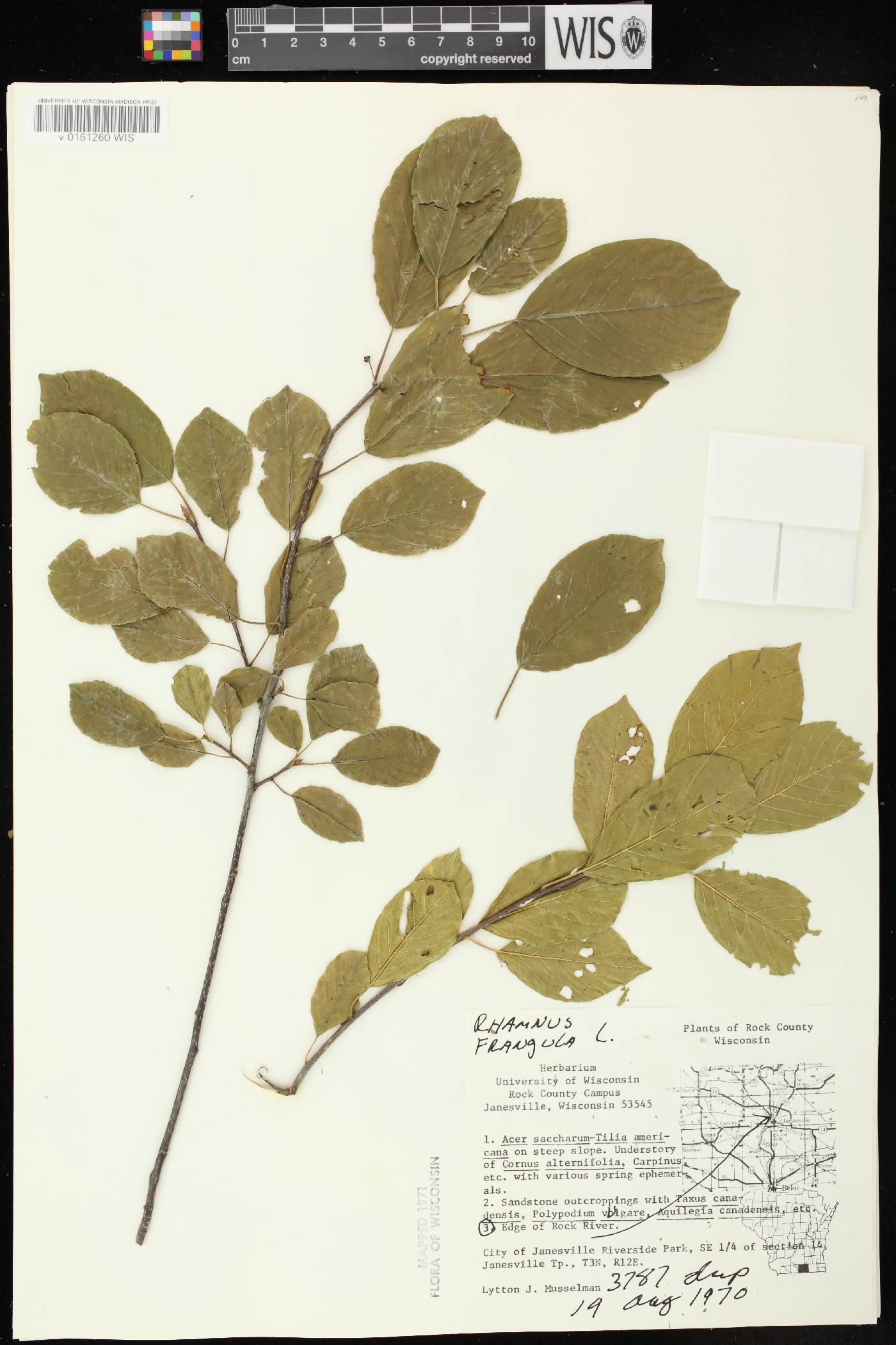 Frangula alnus image