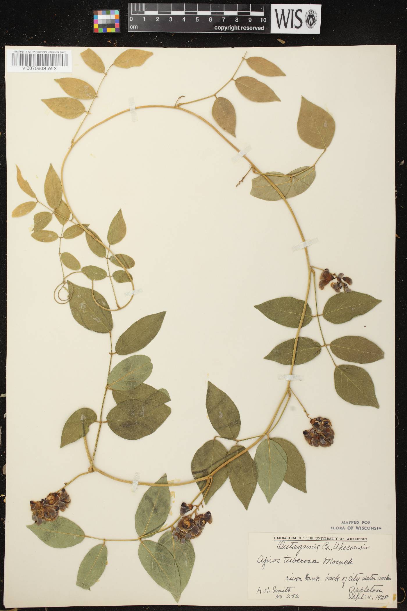 Apios americana image