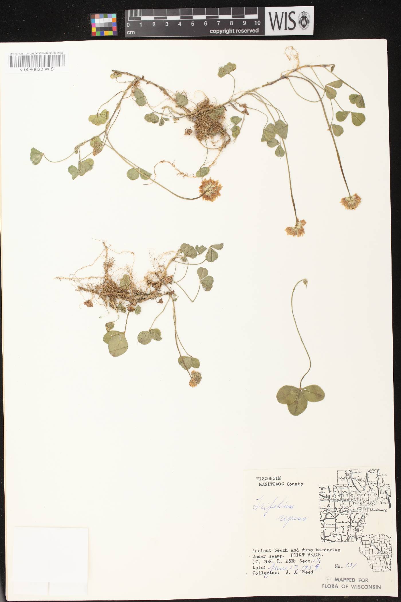 Trifolium repens image