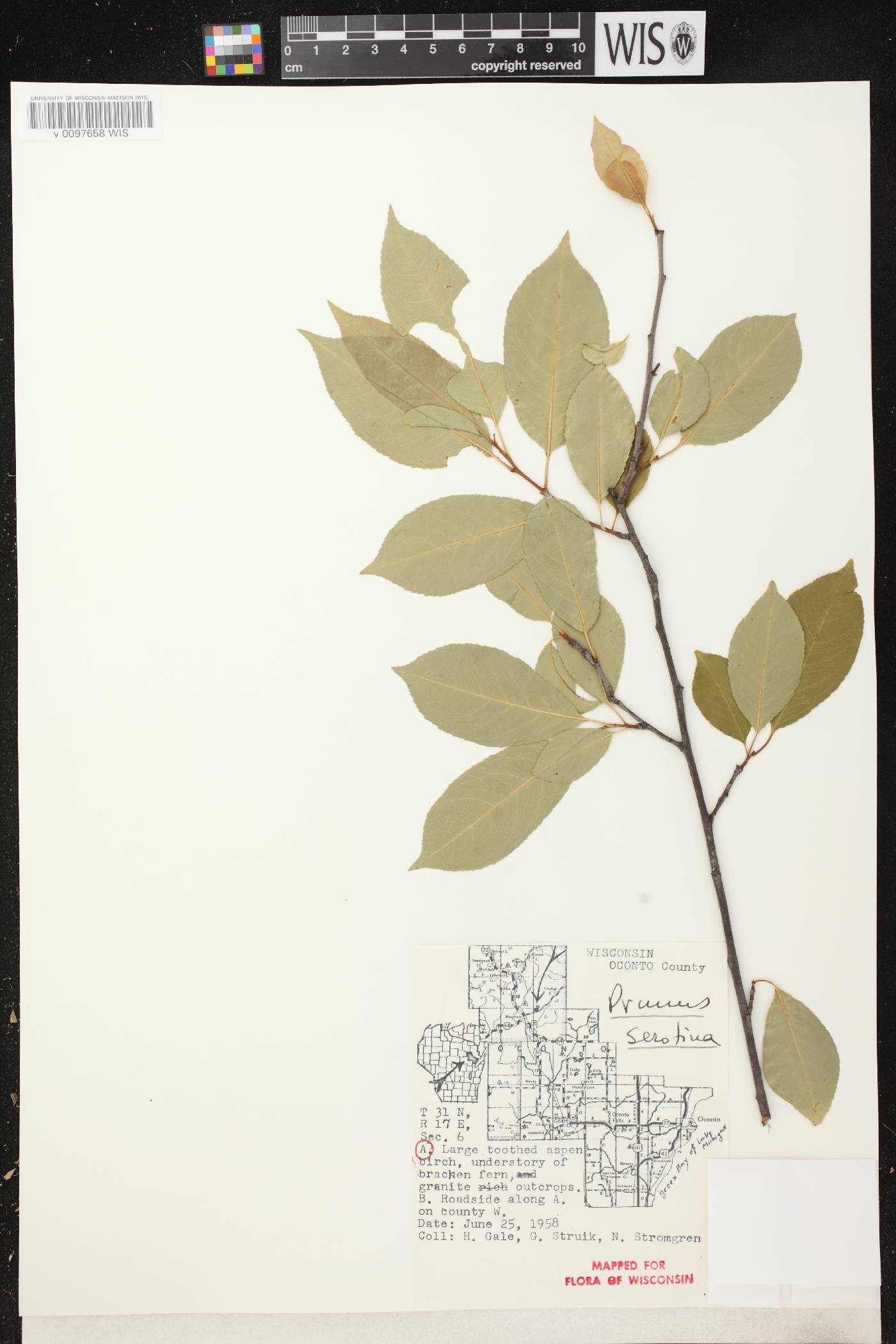 Prunus serotina var. serotina image