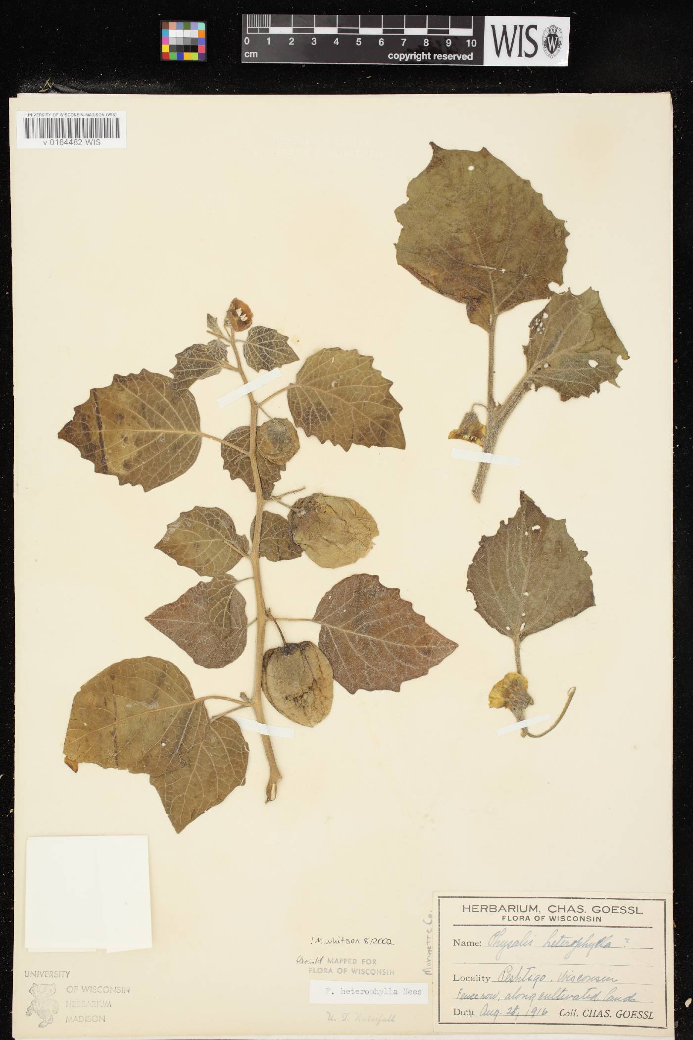 Physalis heterophylla image