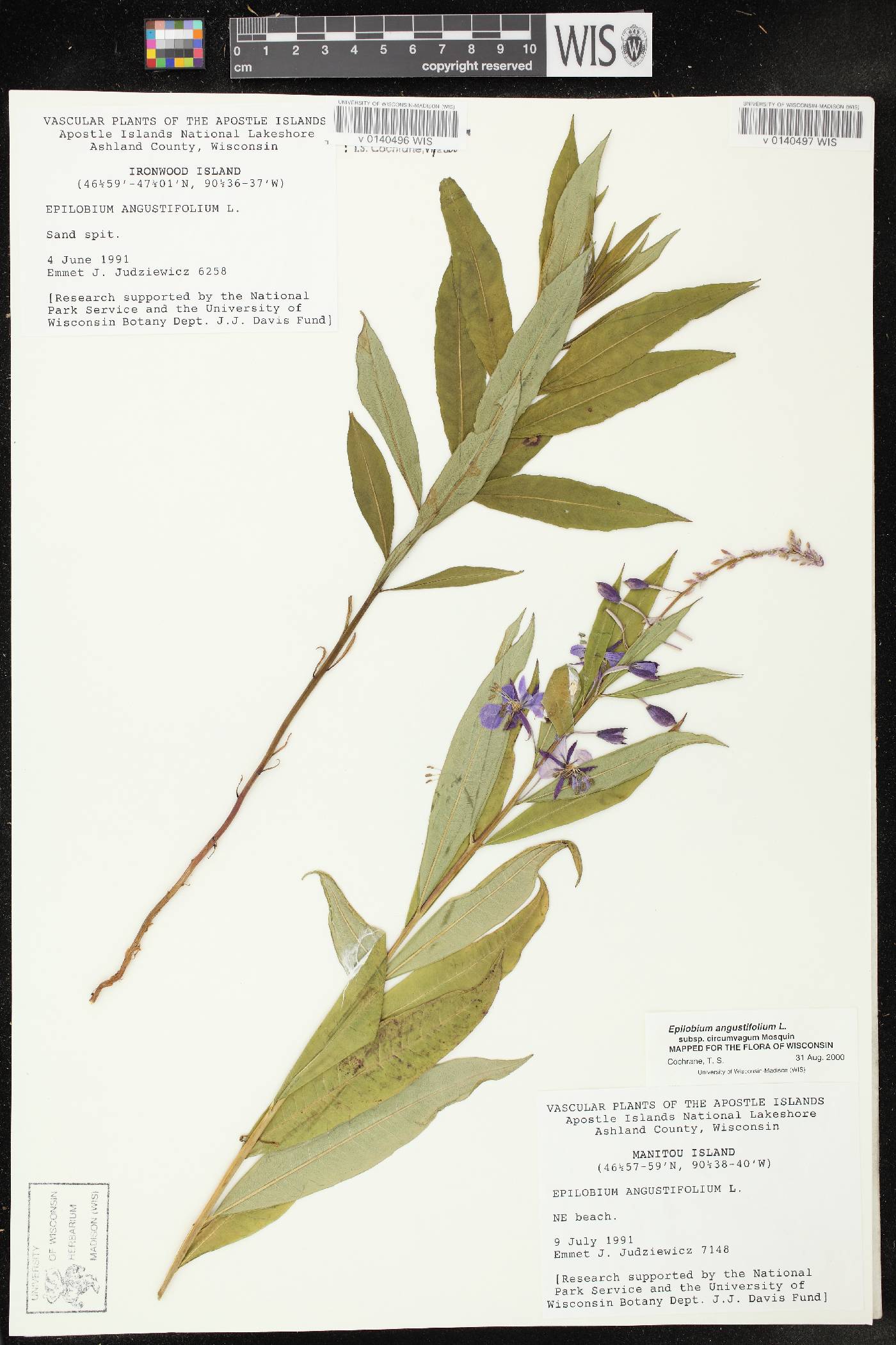 Chamerion angustifolium subsp. circumvagum image