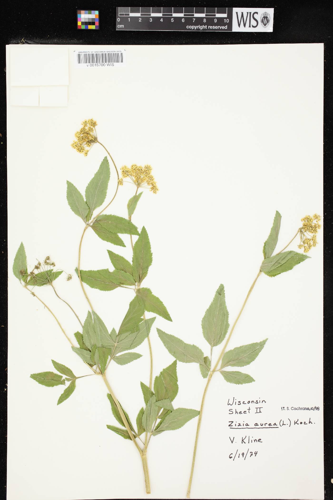 Zizia aurea image