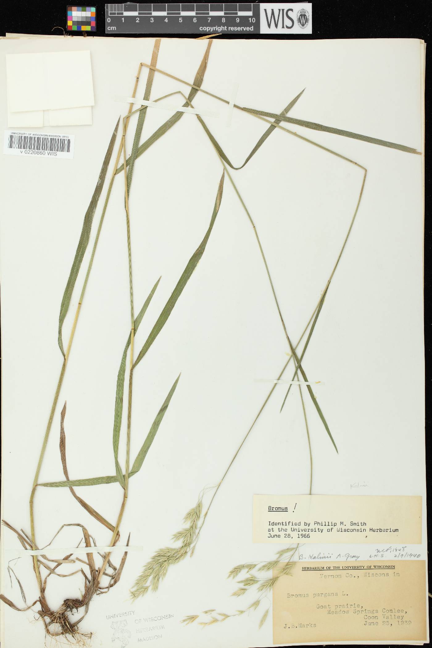 Bromus kalmii image