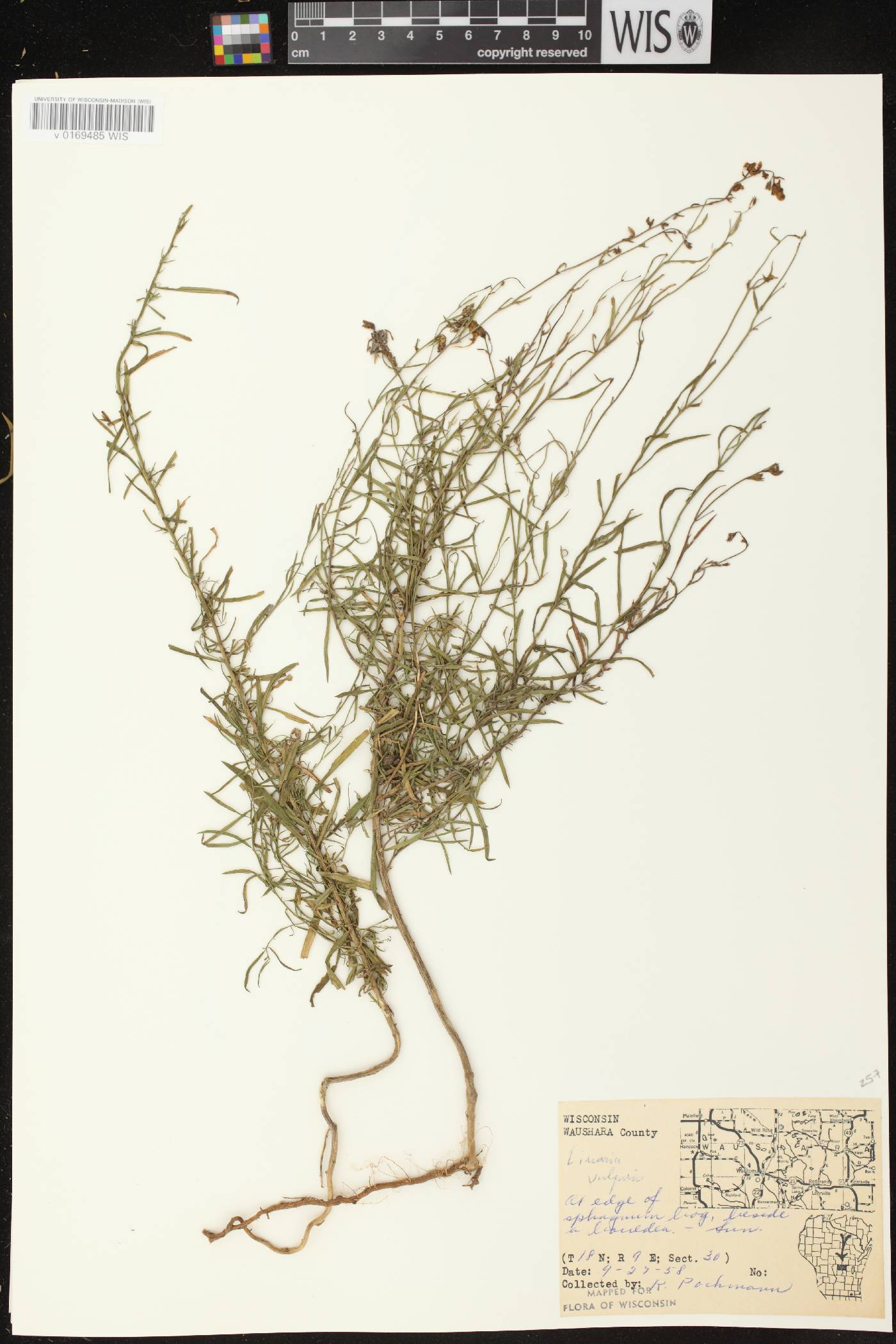 Linaria vulgaris image