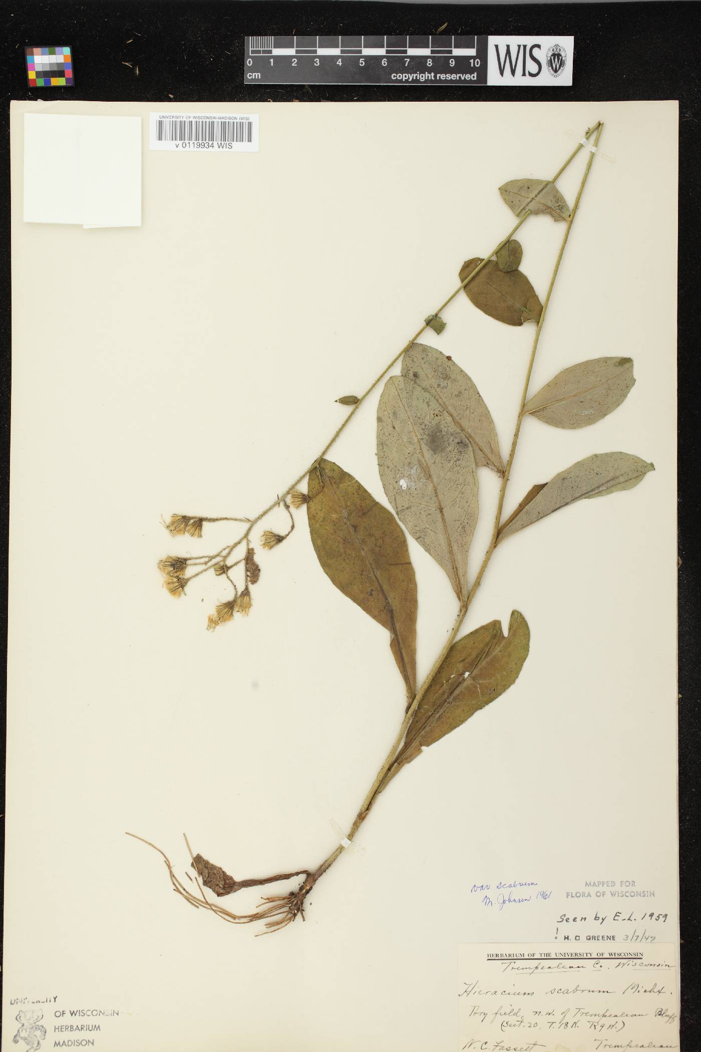 Hieracium scabrum image