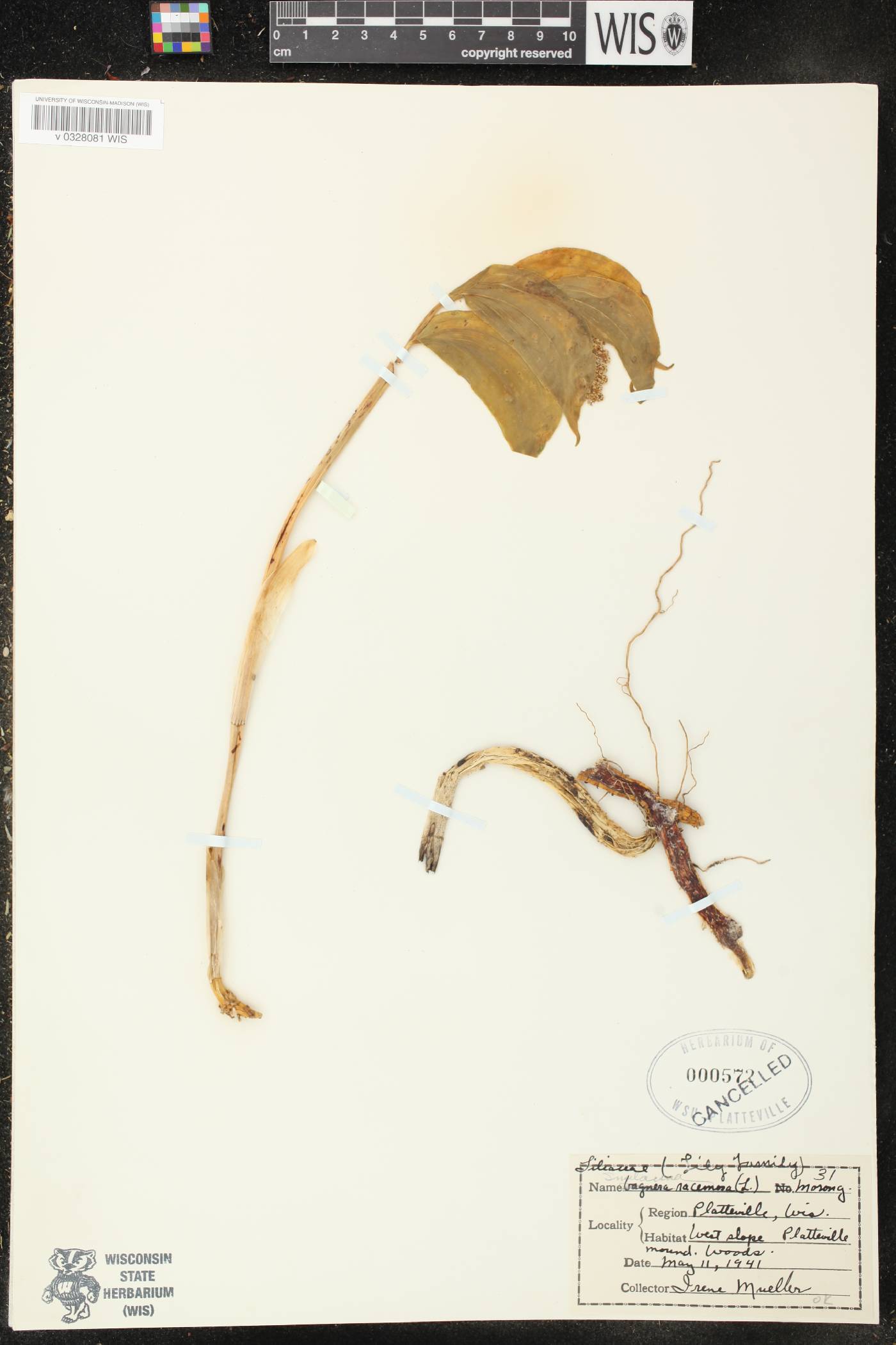 Maianthemum racemosum image