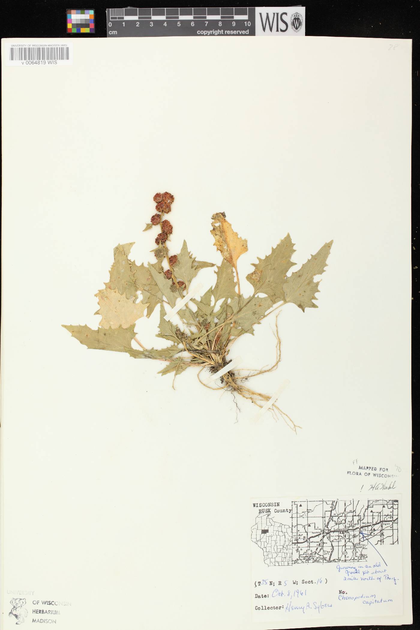 Chenopodium capitatum image