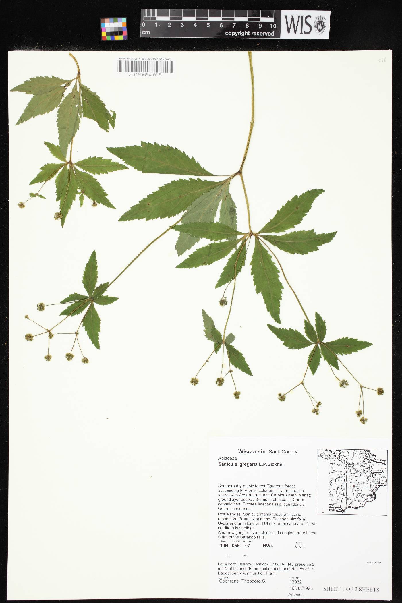 Sanicula odorata image