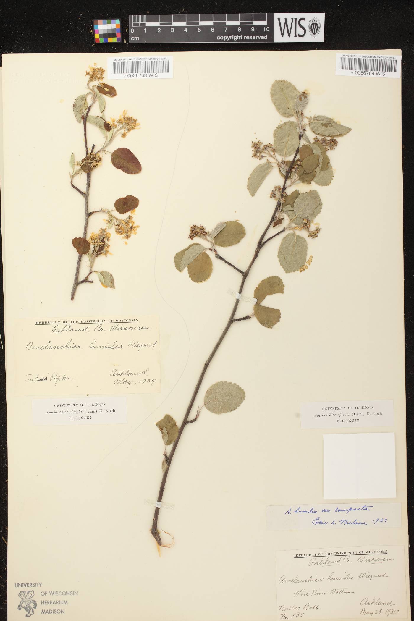 Amelanchier spicata image