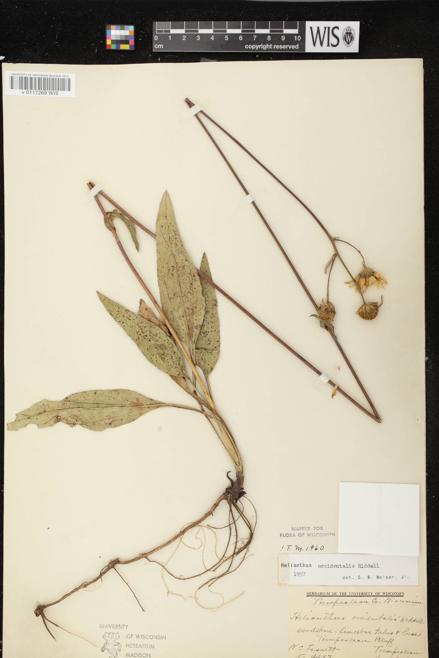 Helianthus occidentalis subsp. occidentalis image