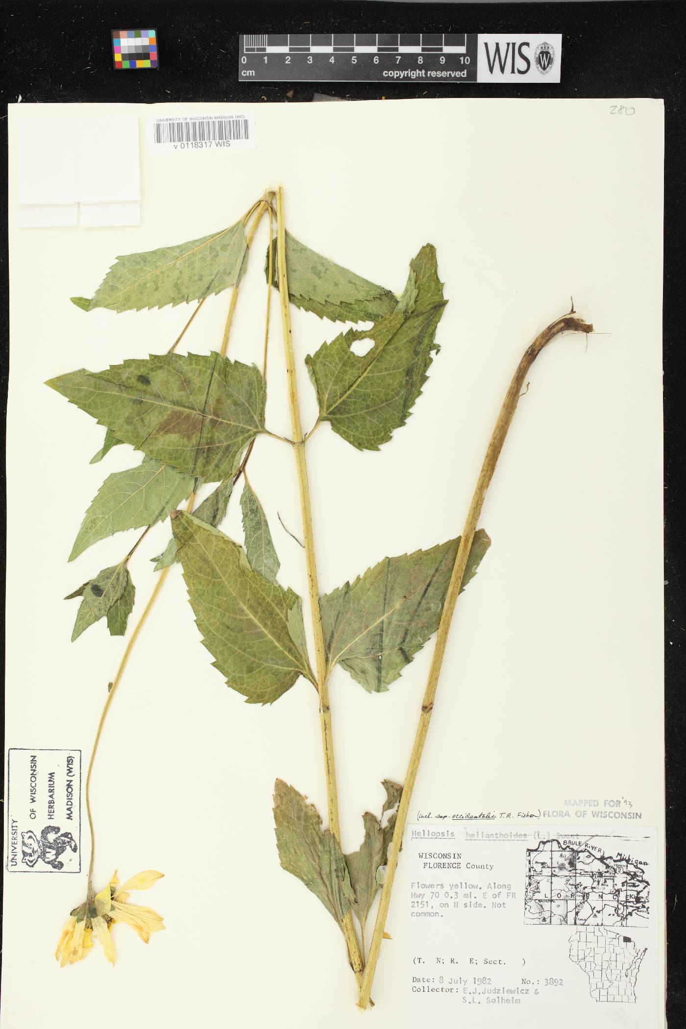 Heliopsis helianthoides var. scabra image