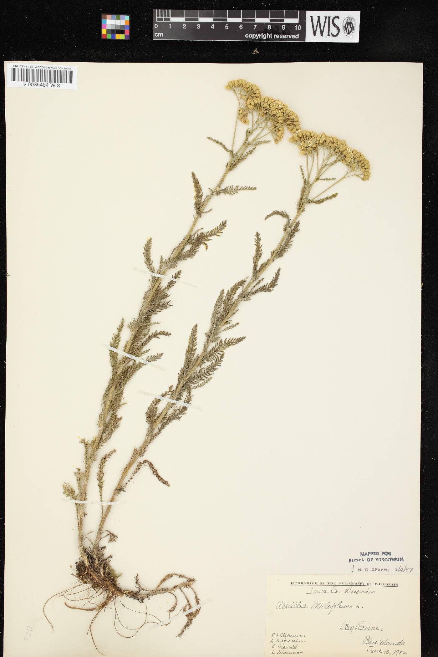 Achillea millefolium image