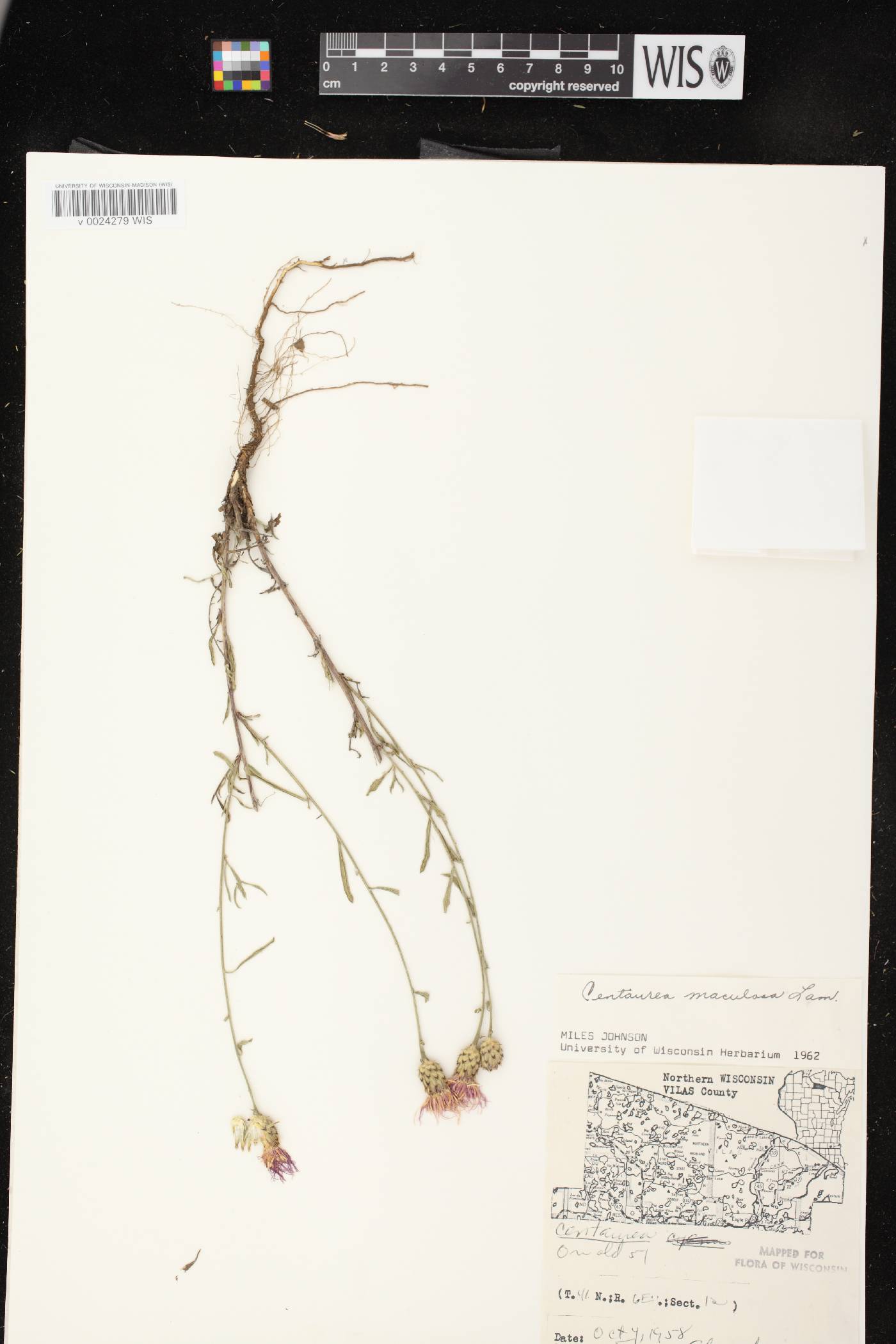 Centaurea stoebe subsp. micranthos image