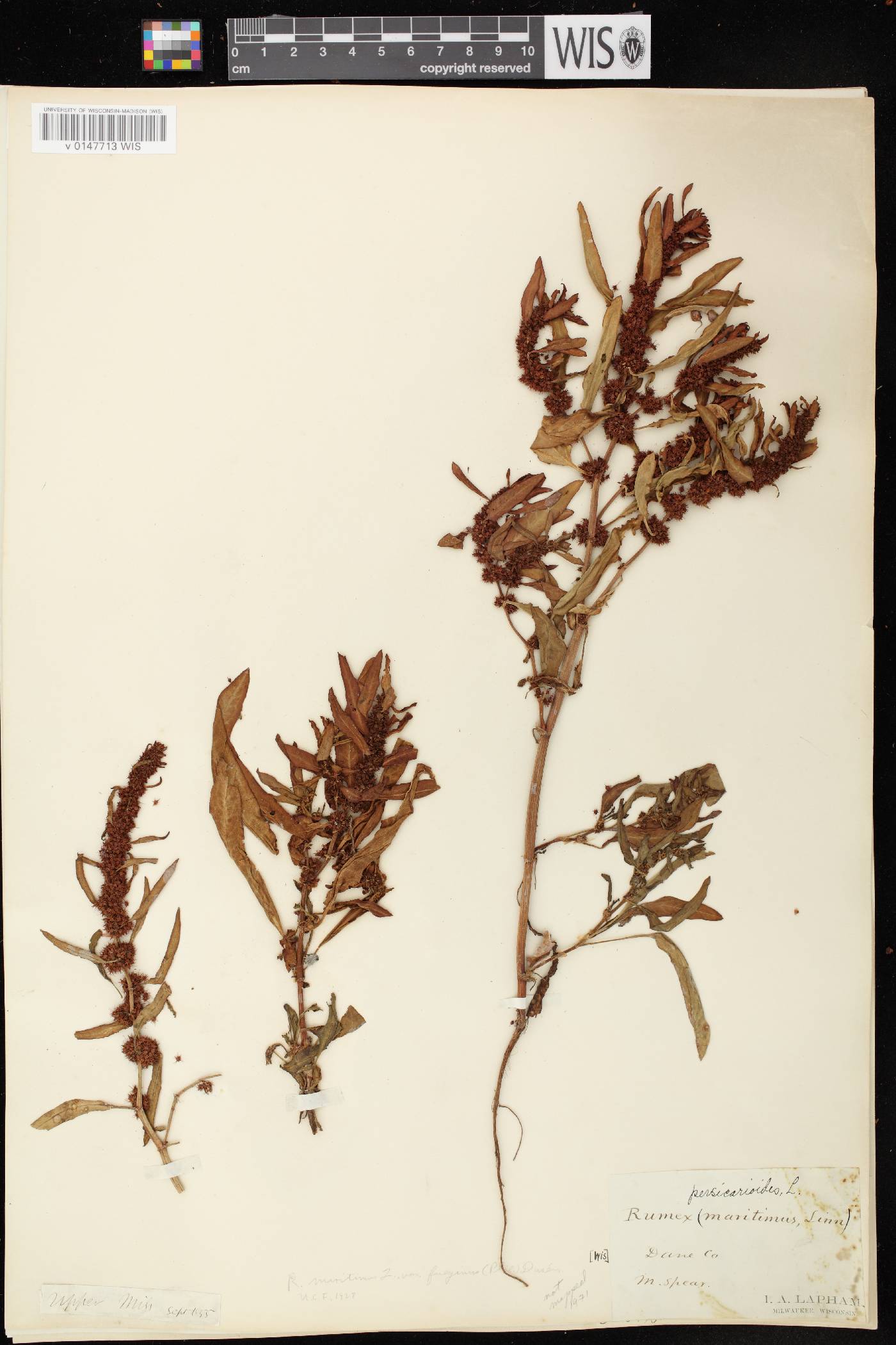 Rumex fueginus image