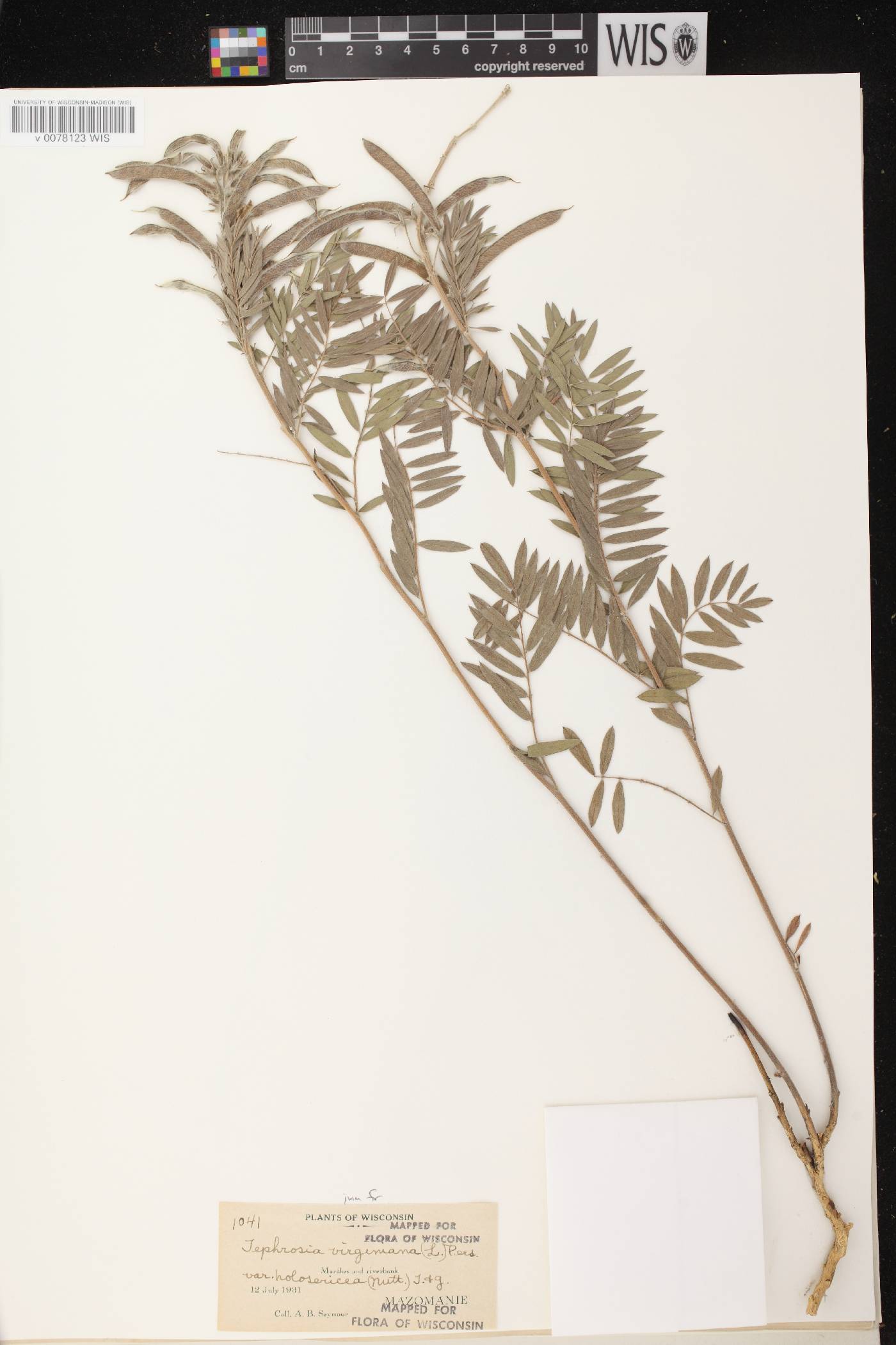 Tephrosia virginiana image