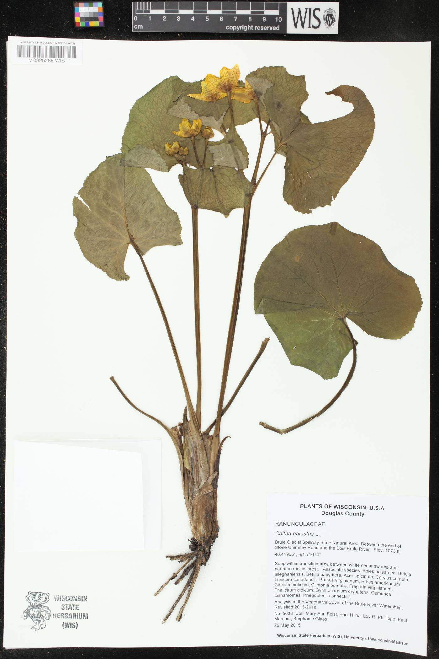 Caltha palustris image