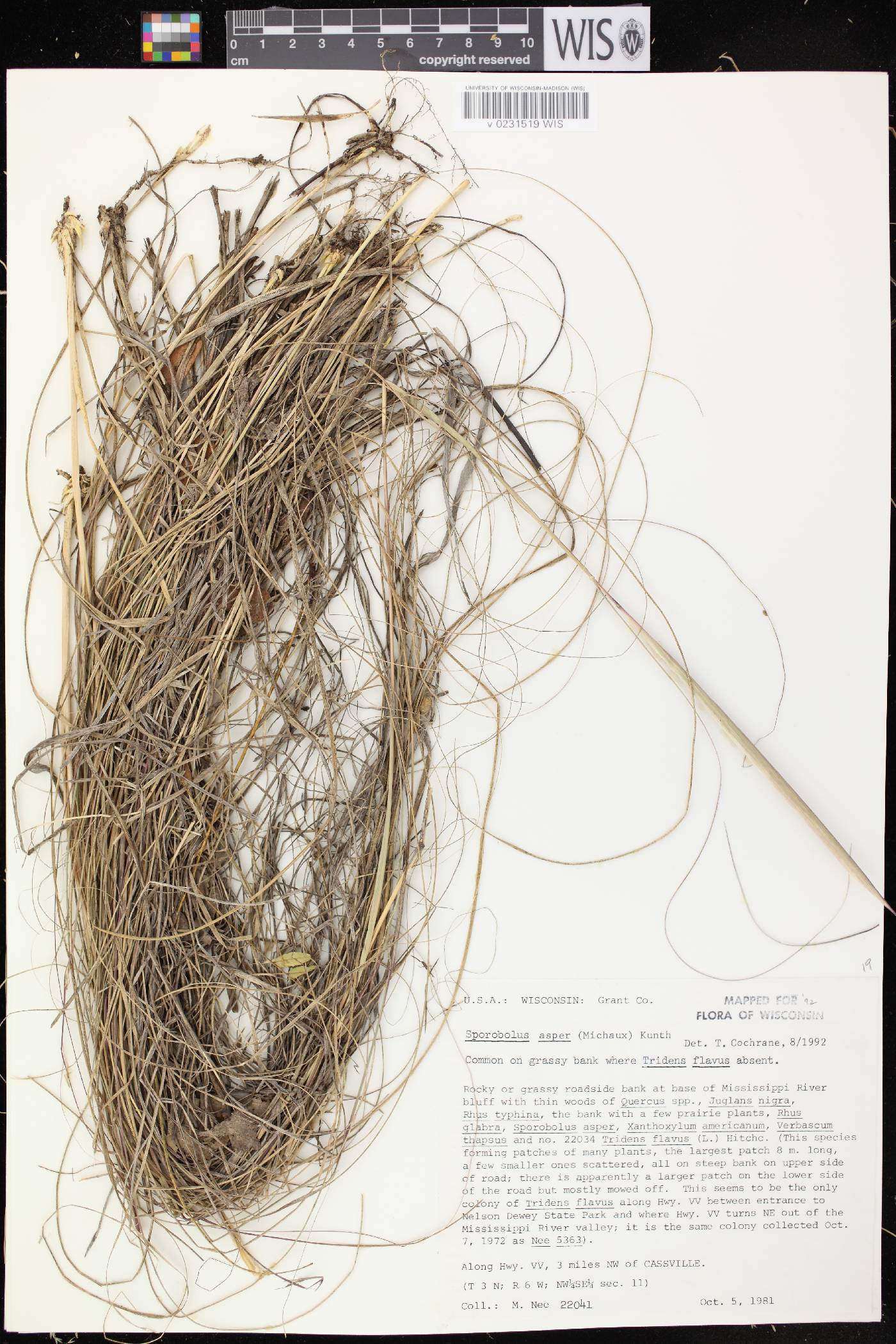Sporobolus compositus var. compositus image