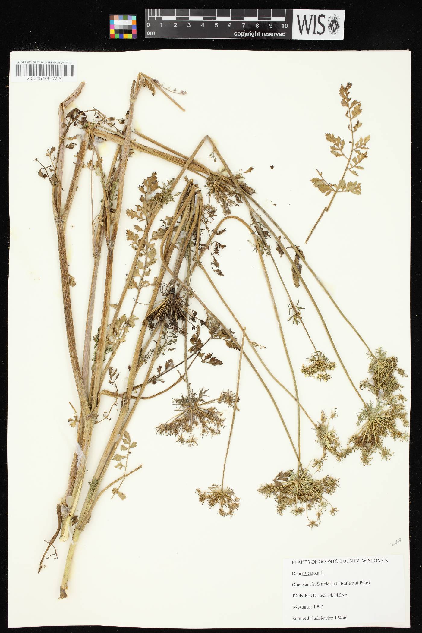 Daucus carota image