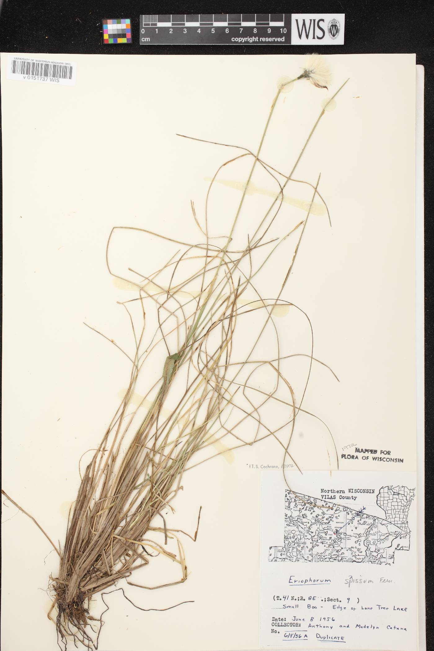 Eriophorum vaginatum image
