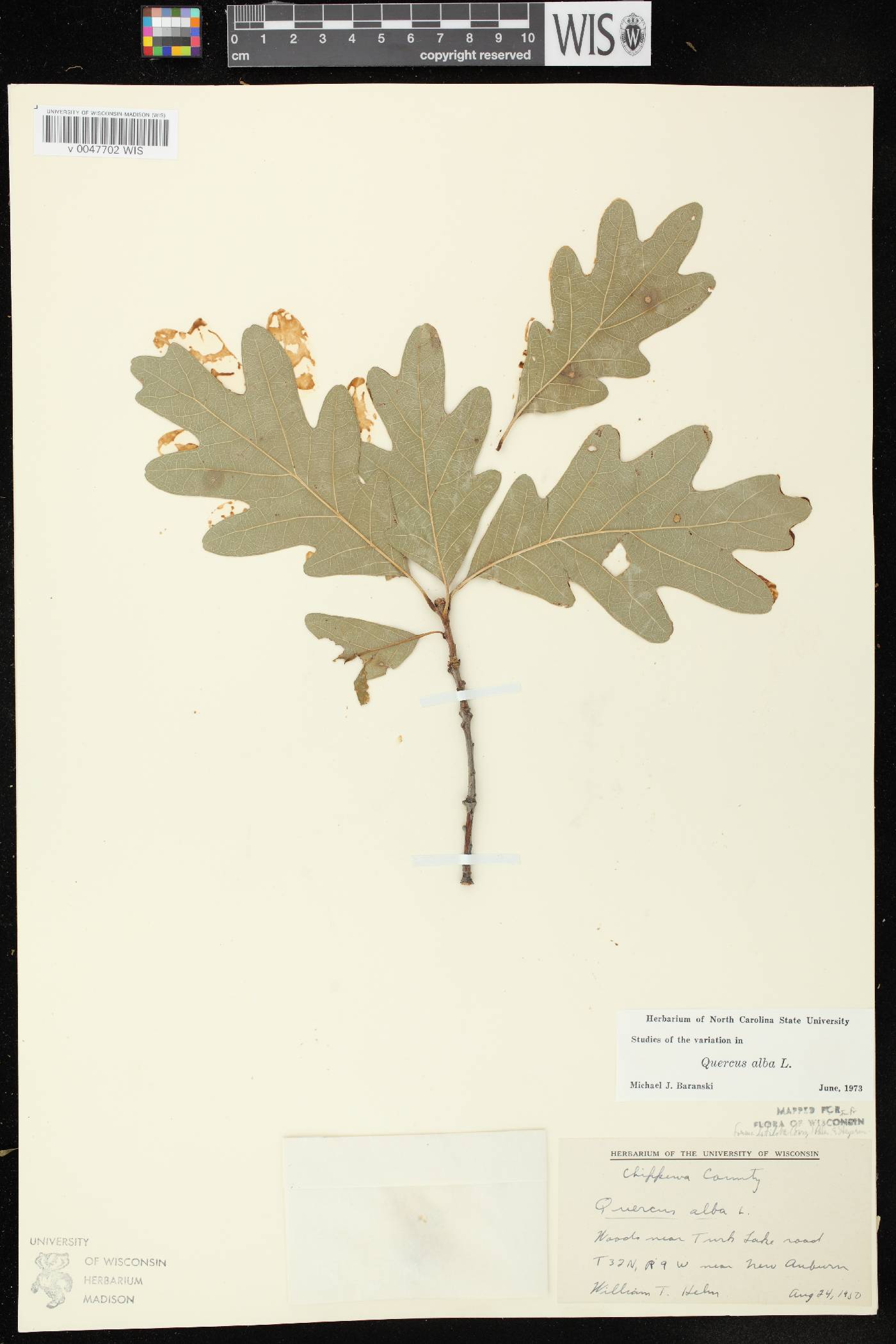 Quercus alba image