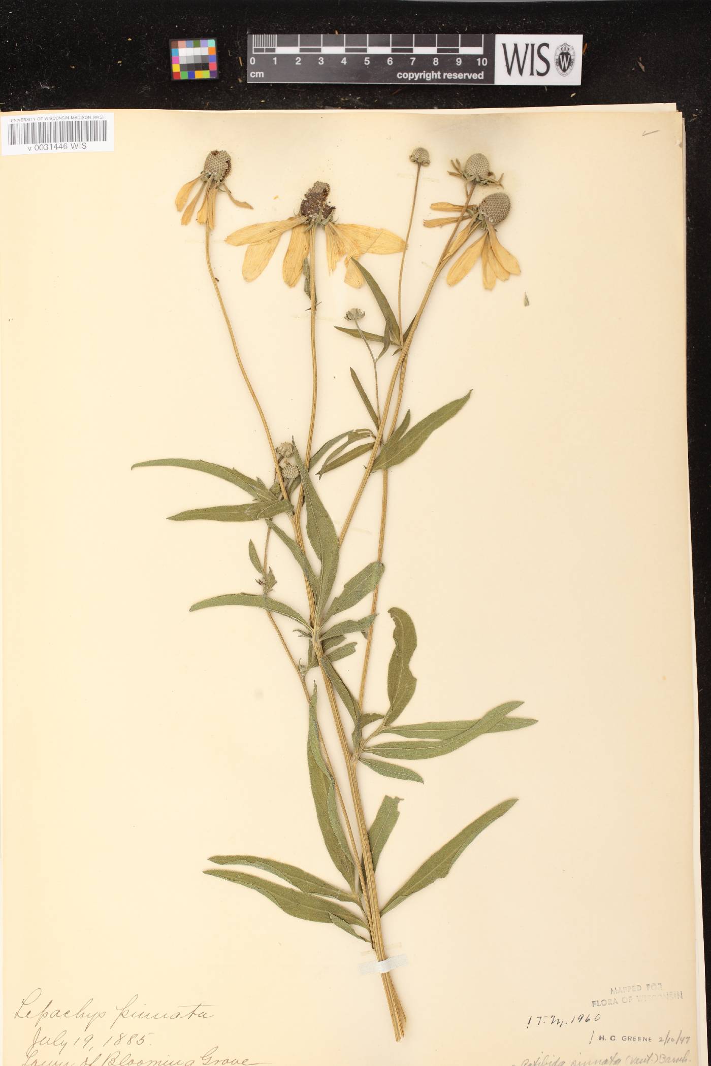 Ratibida pinnata image