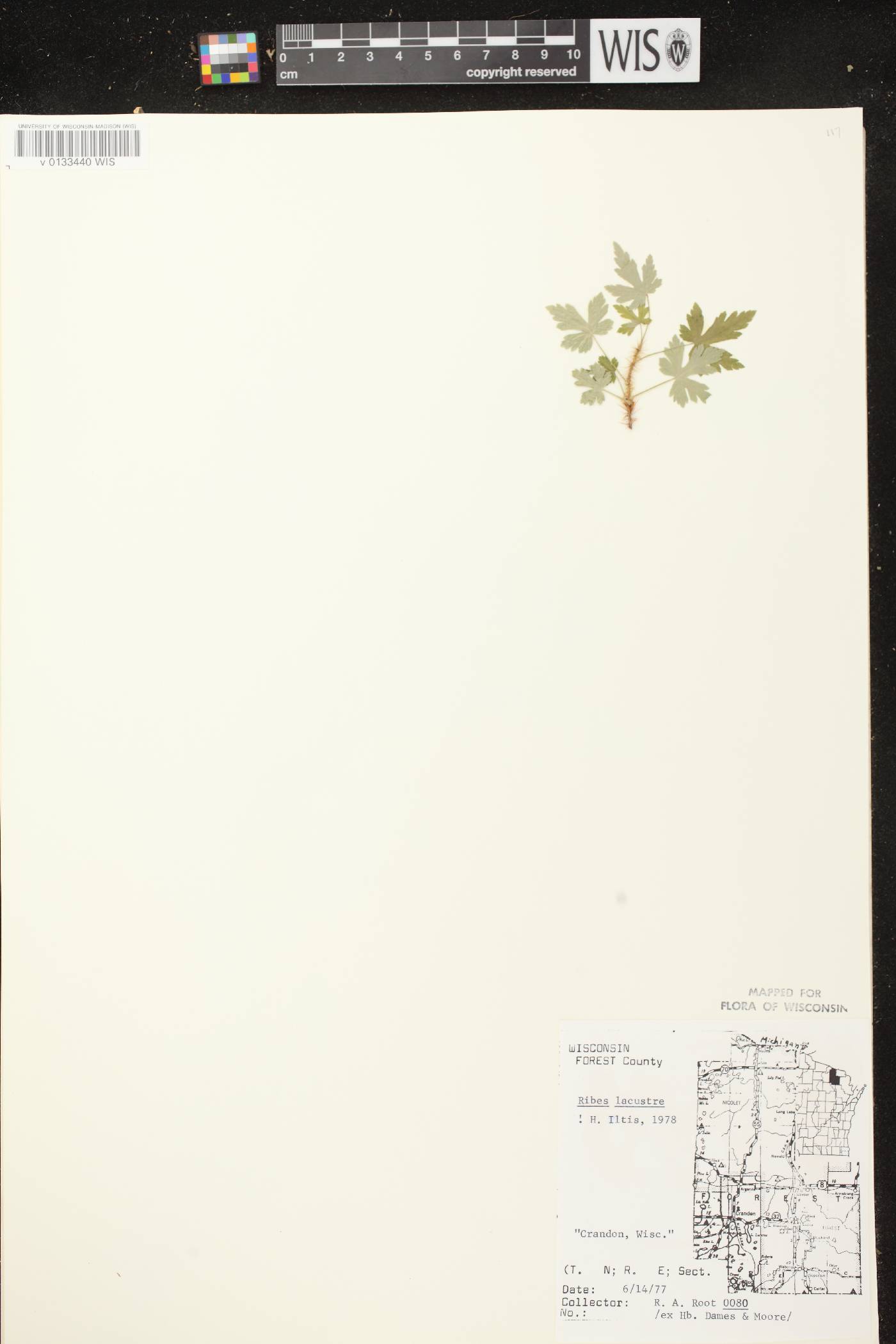 Ribes lacustre image