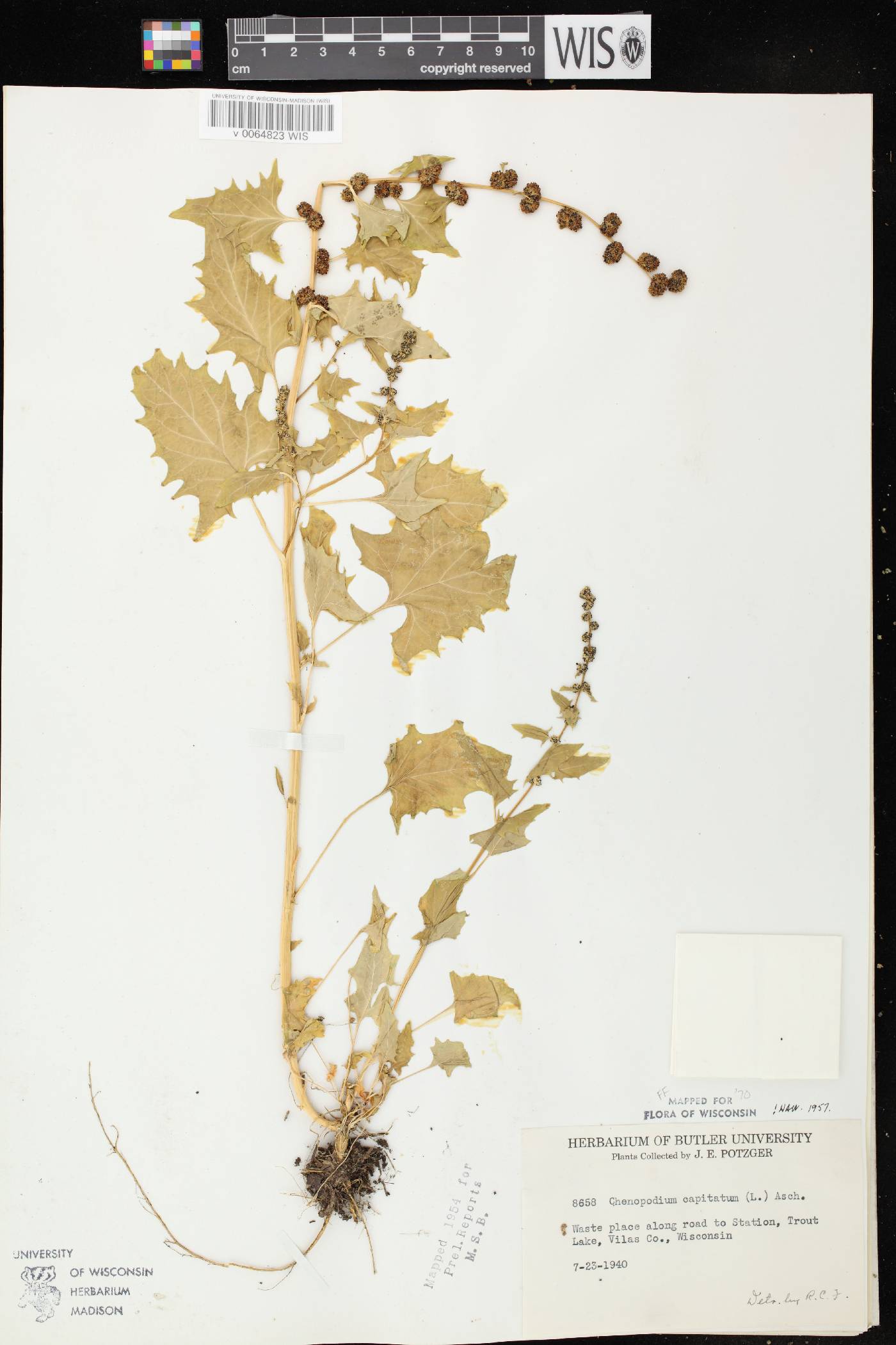Chenopodium capitatum image