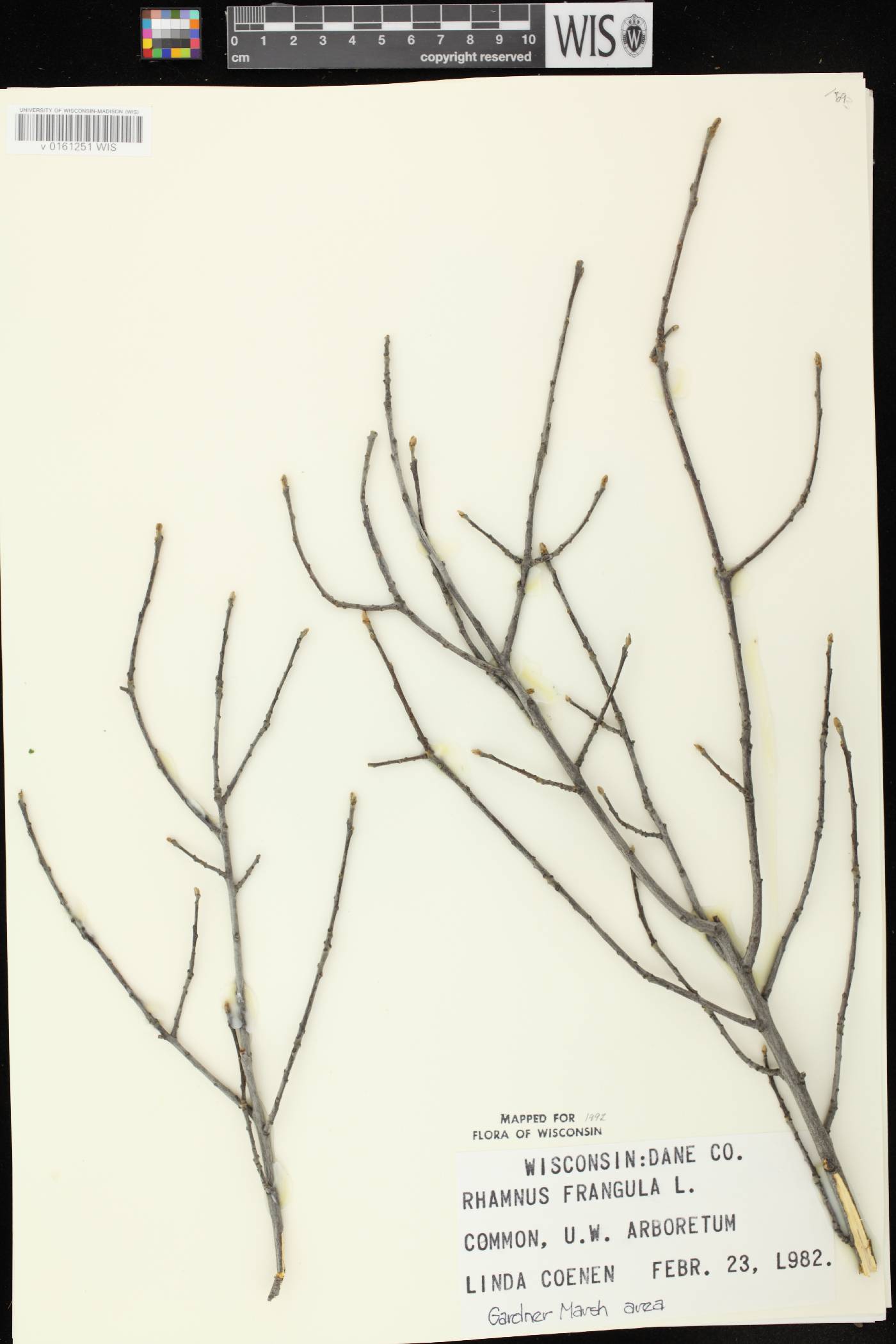 Frangula alnus image