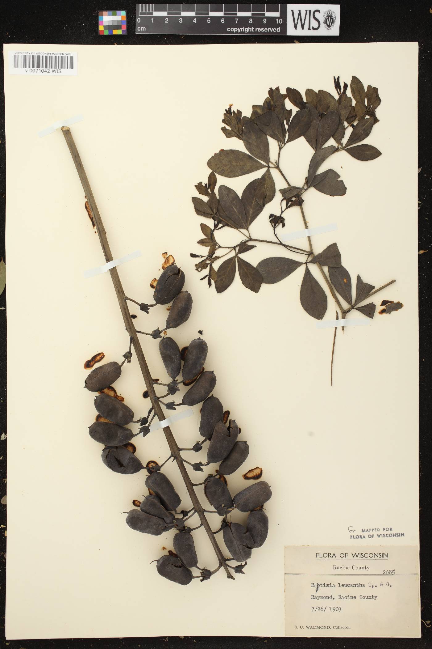 Baptisia lactea image